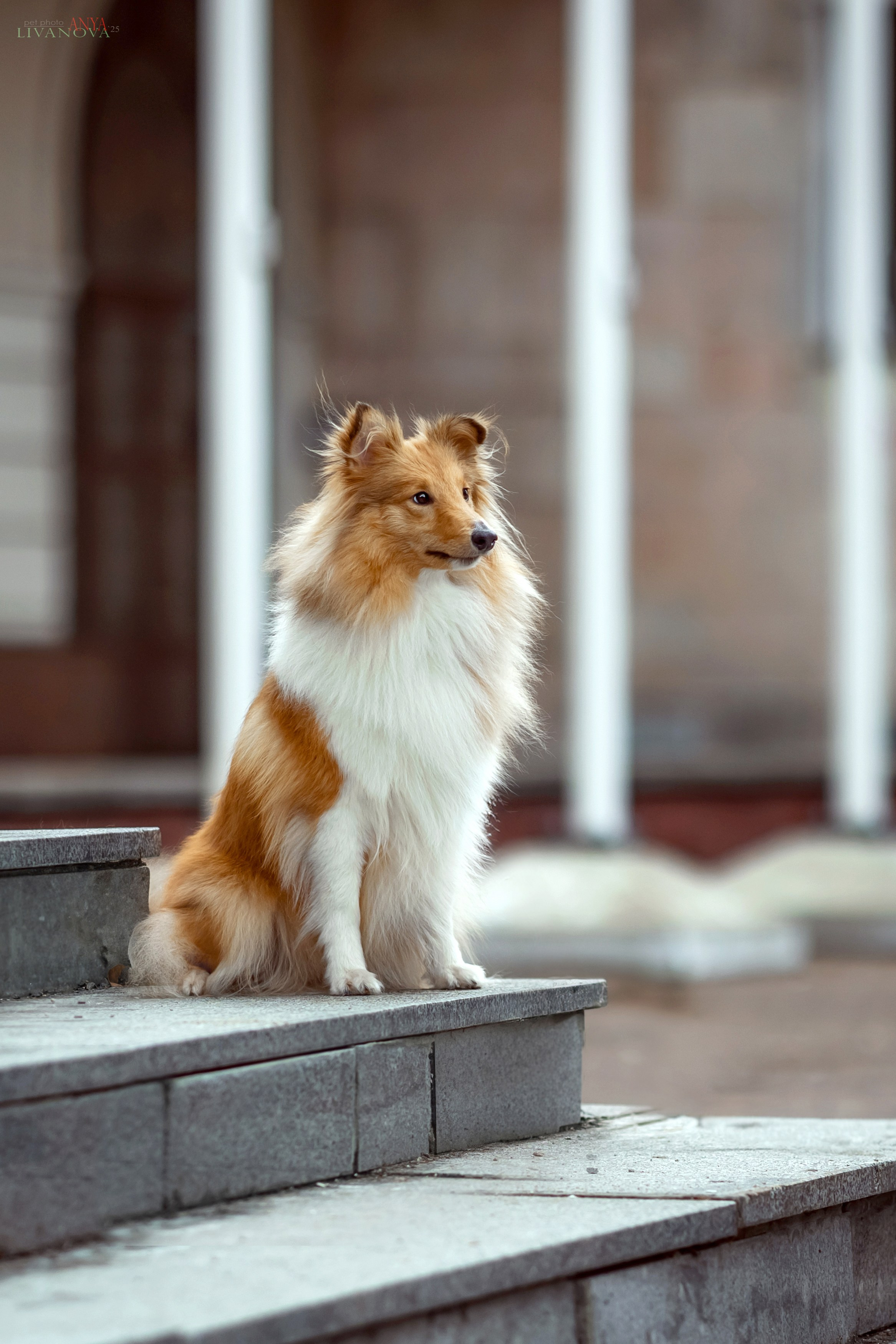Ника. Фотограф анималист Аня Ливанова | Рыбинск