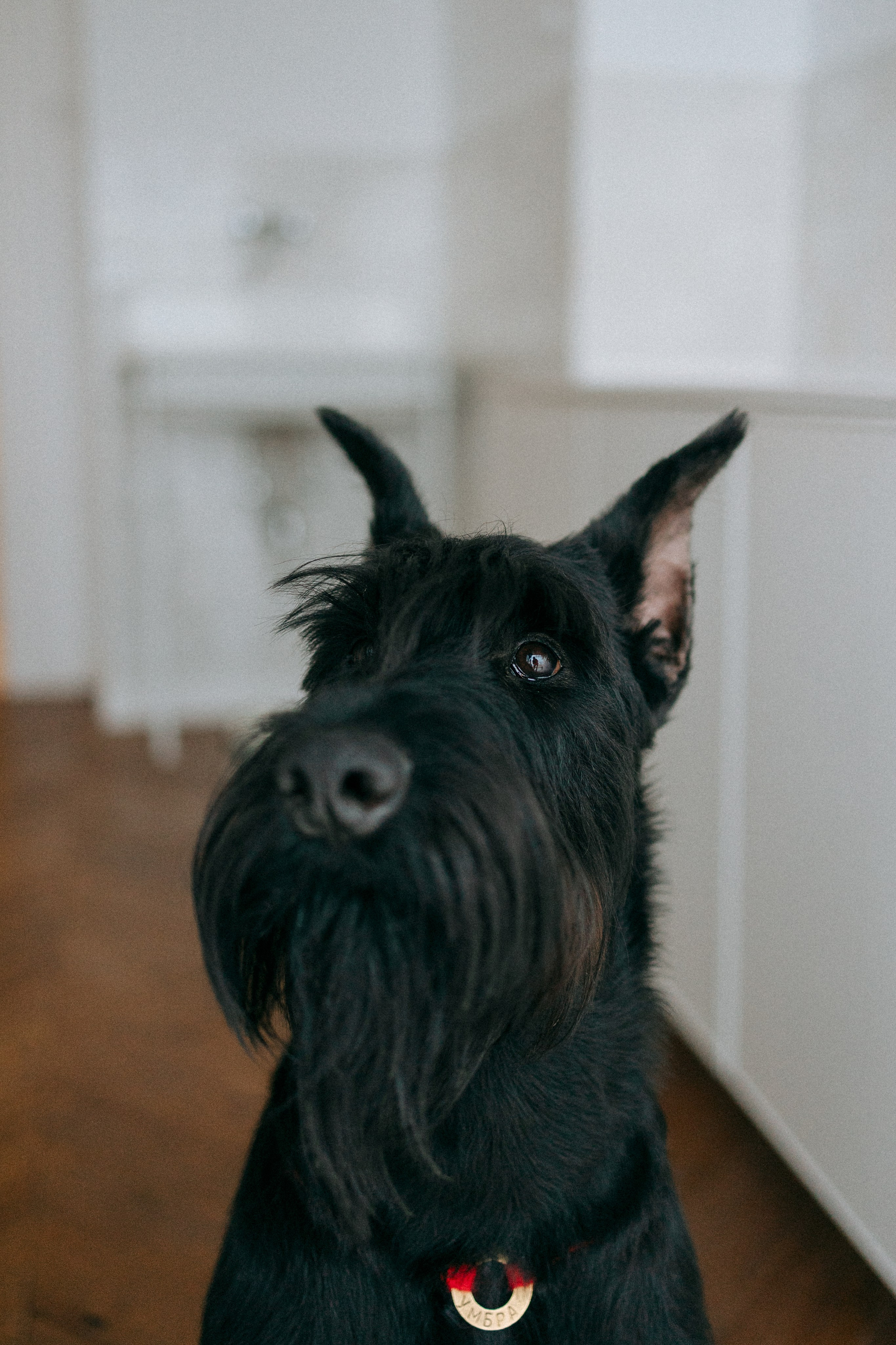 Умбра и Даша. Фотограф анималист Анастасия Пикей