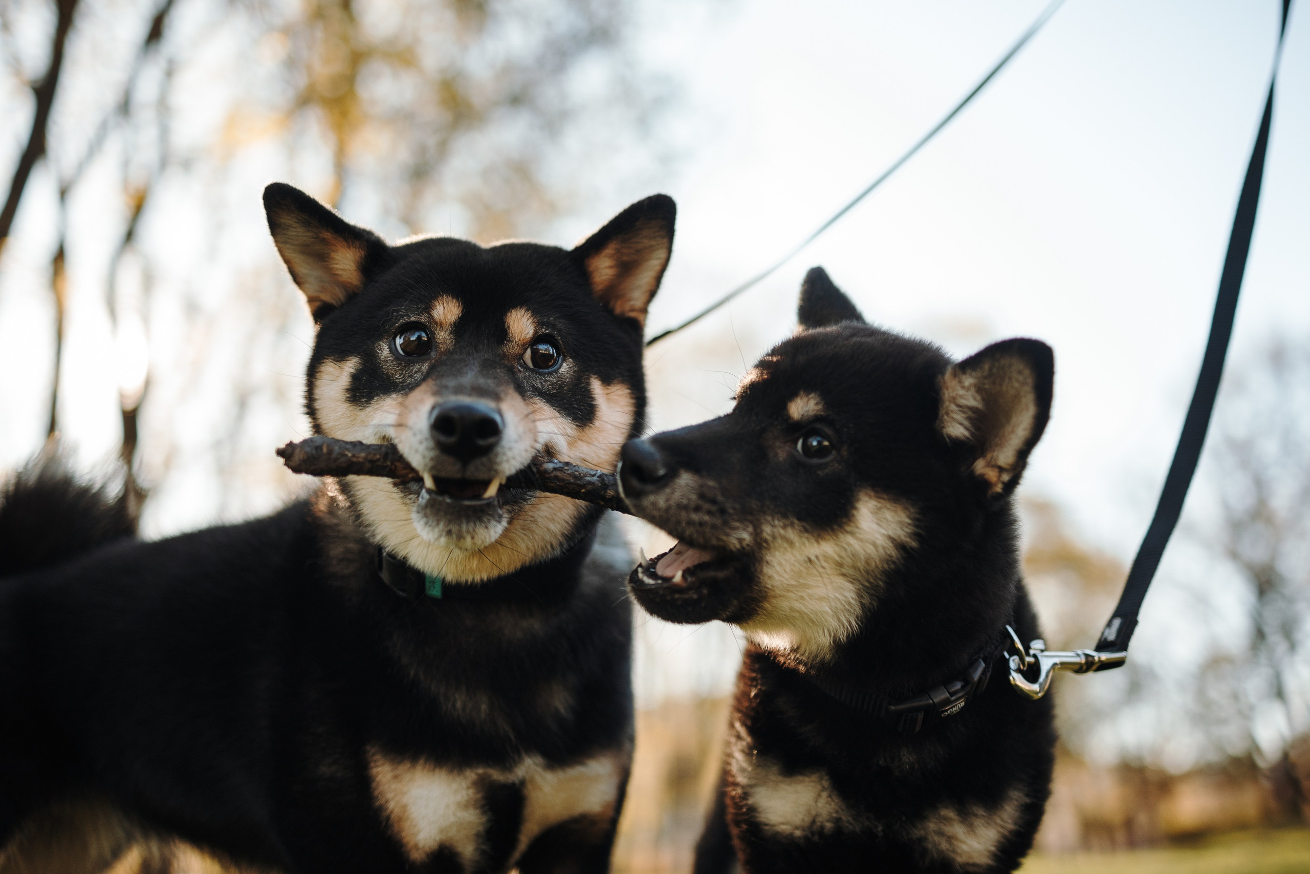 Даша и ее девочки. Фотограф — Анималист | Санкт-Петербург