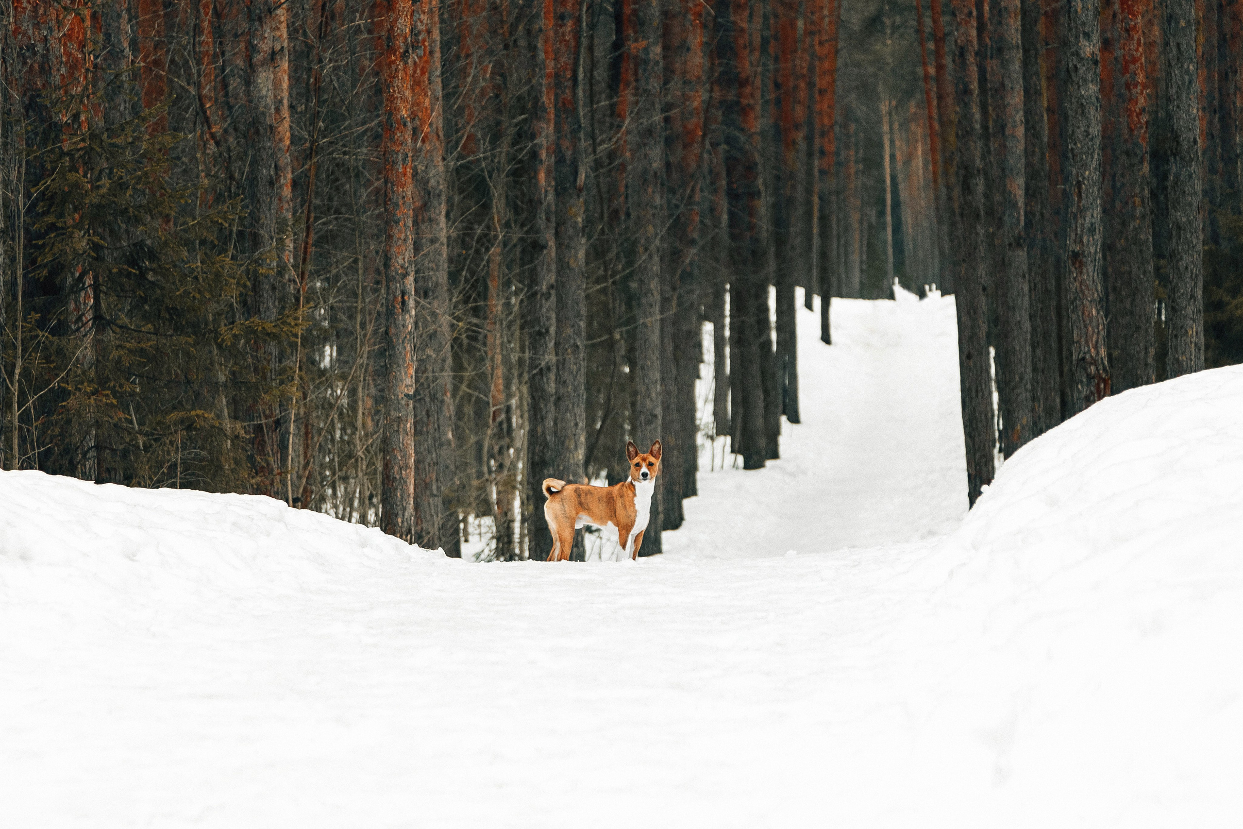 Басенджи Мэнни. Htykk_photo