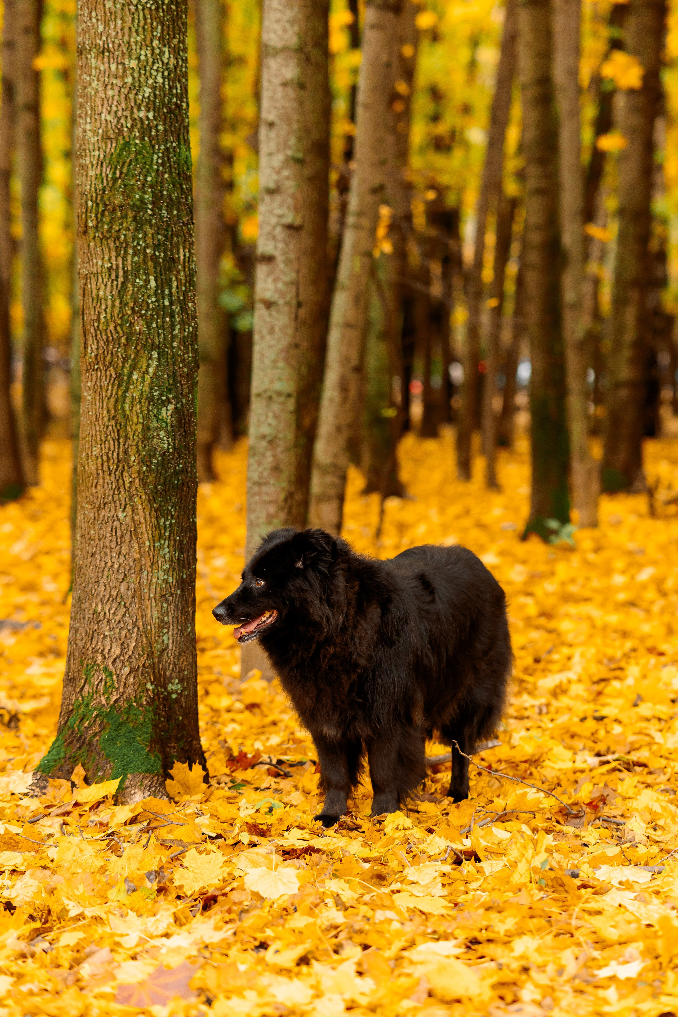 День рождения мамы