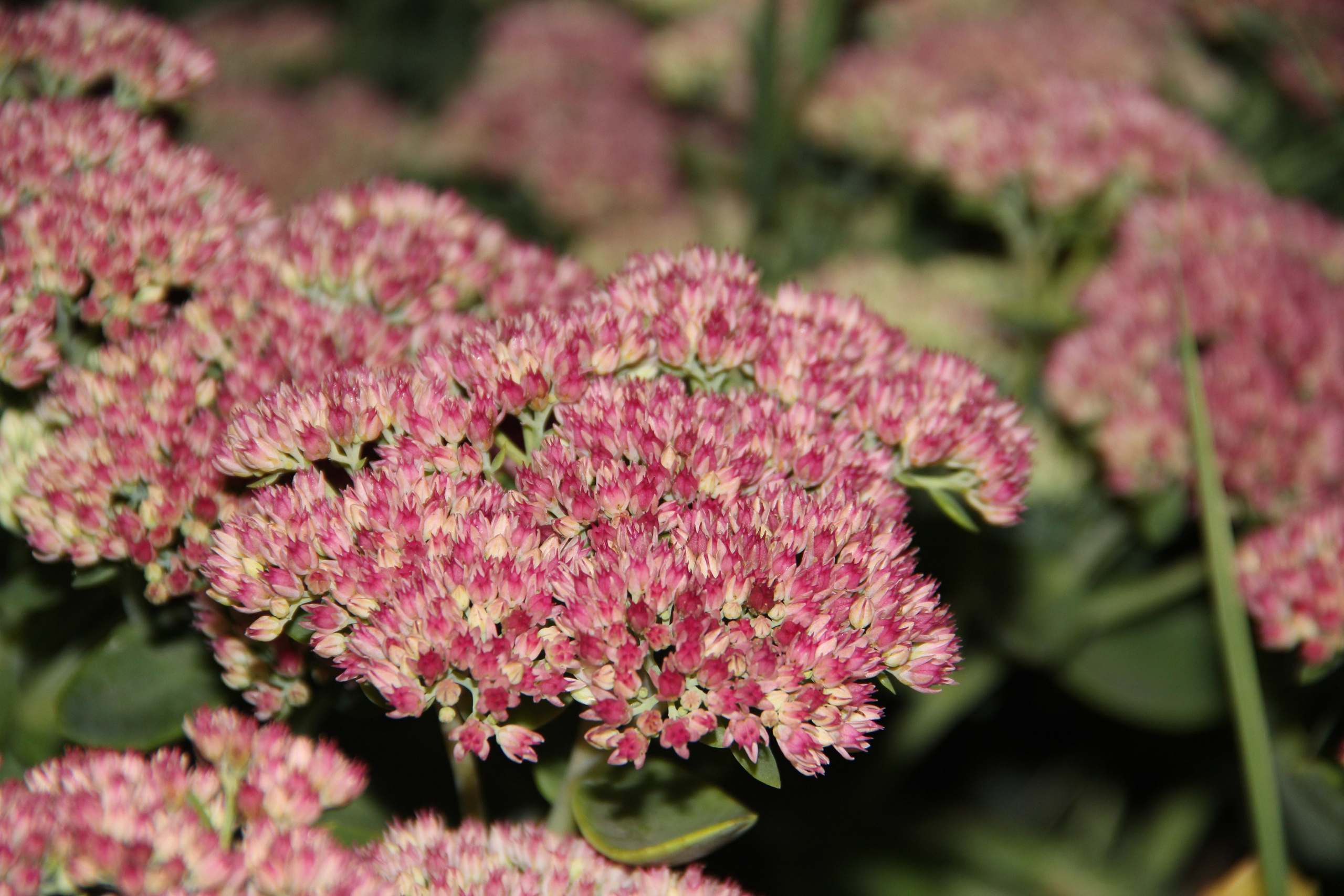 Природа. Растения. Фотограф в Санкт-Петербурге Александр Костюнин