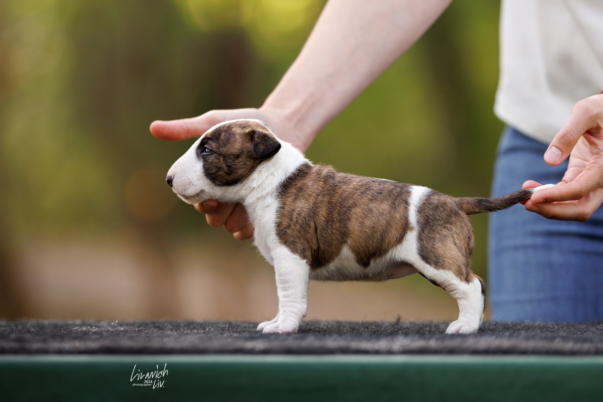 Щенки. Фотограф для вашей собаки