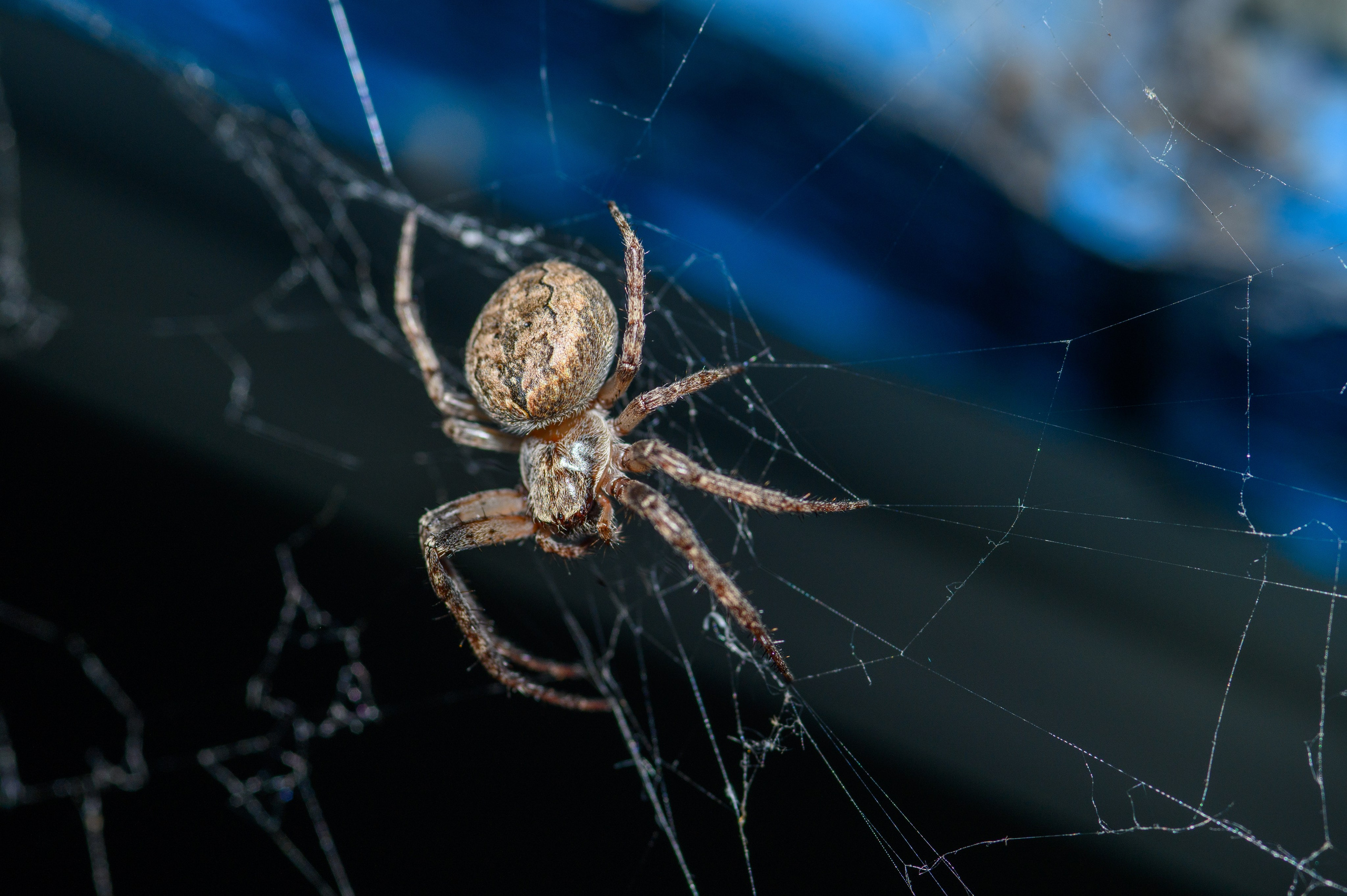 Природа. Фотограф в городе Омске Константин Зоткин