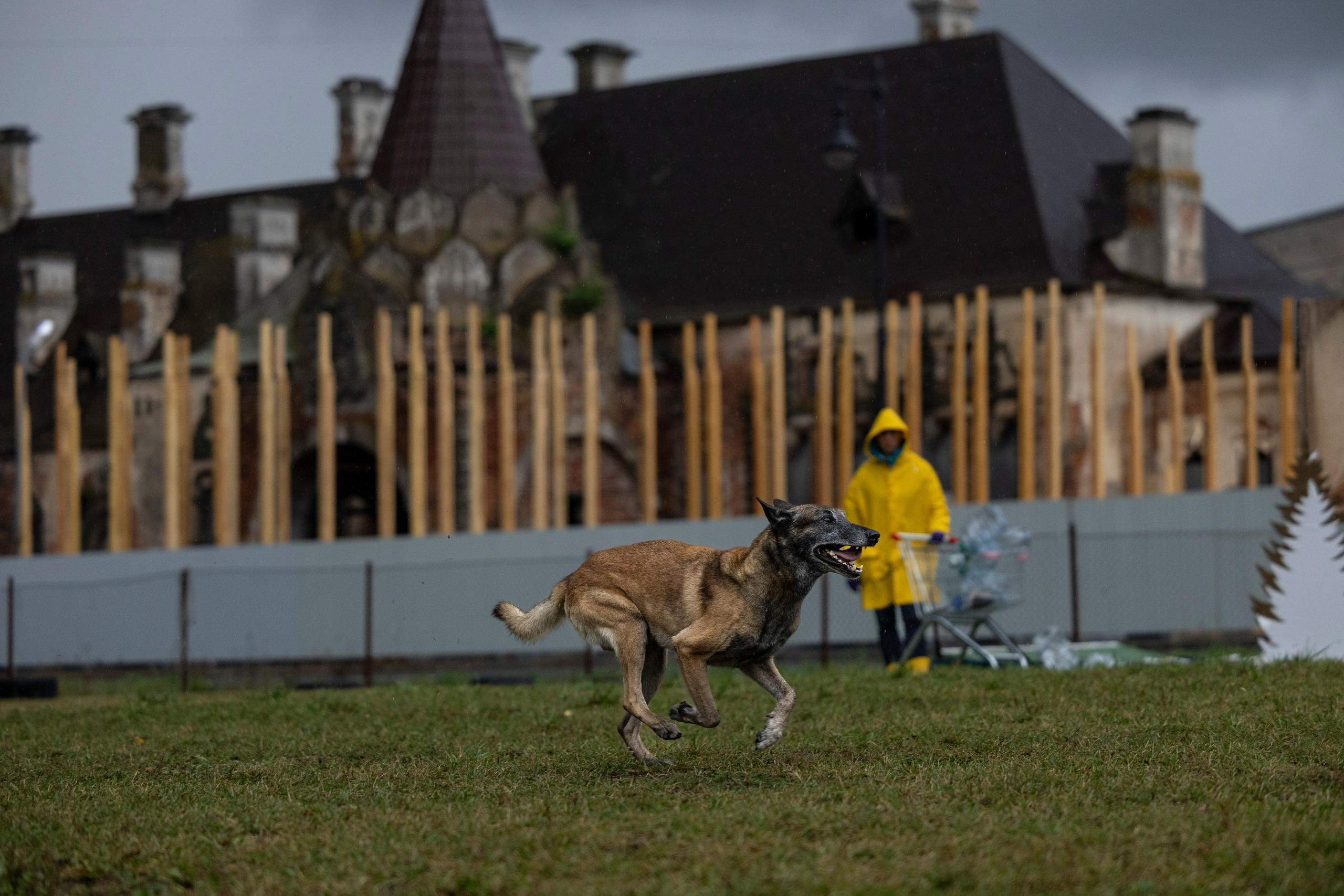 Испытания по Мондьорингу г. Пушкин. Фотограф-анималист Анна Маринич