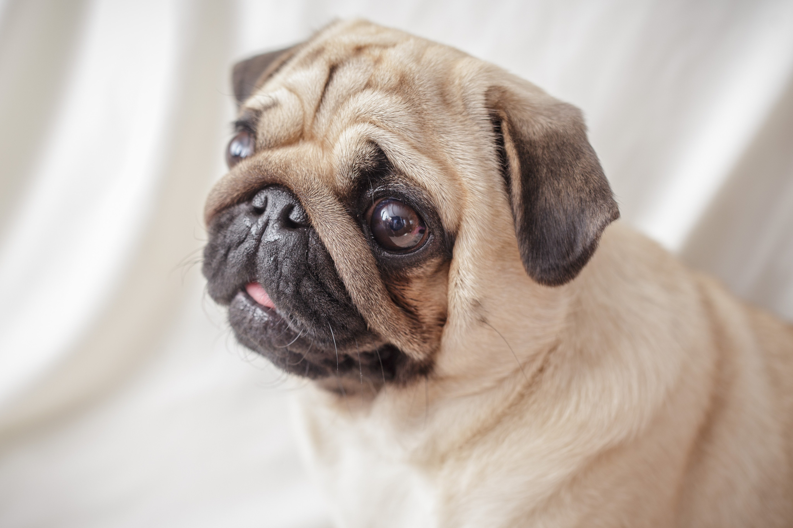 Собаки, кошки и др. животные. Семейный фотограф в Екатеринбурге