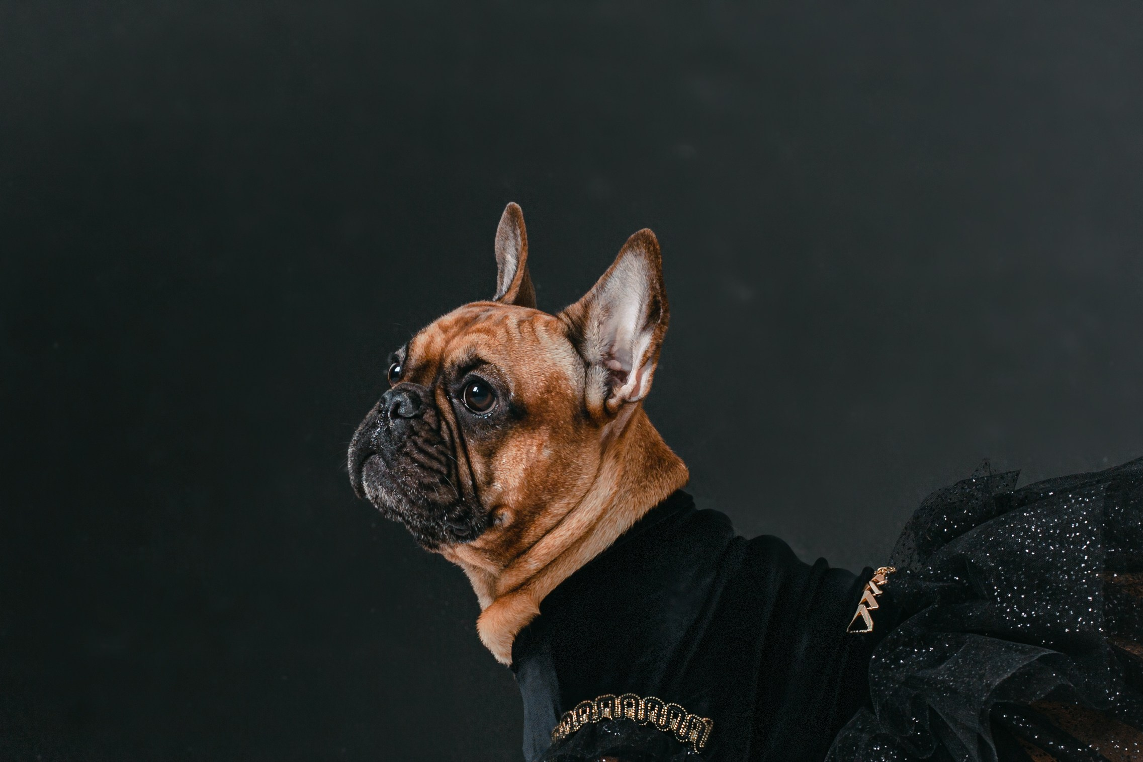 Пижамная вечеринка французских бульдогов и их хозяев. Фотограф-анималист Татьяна Степанова