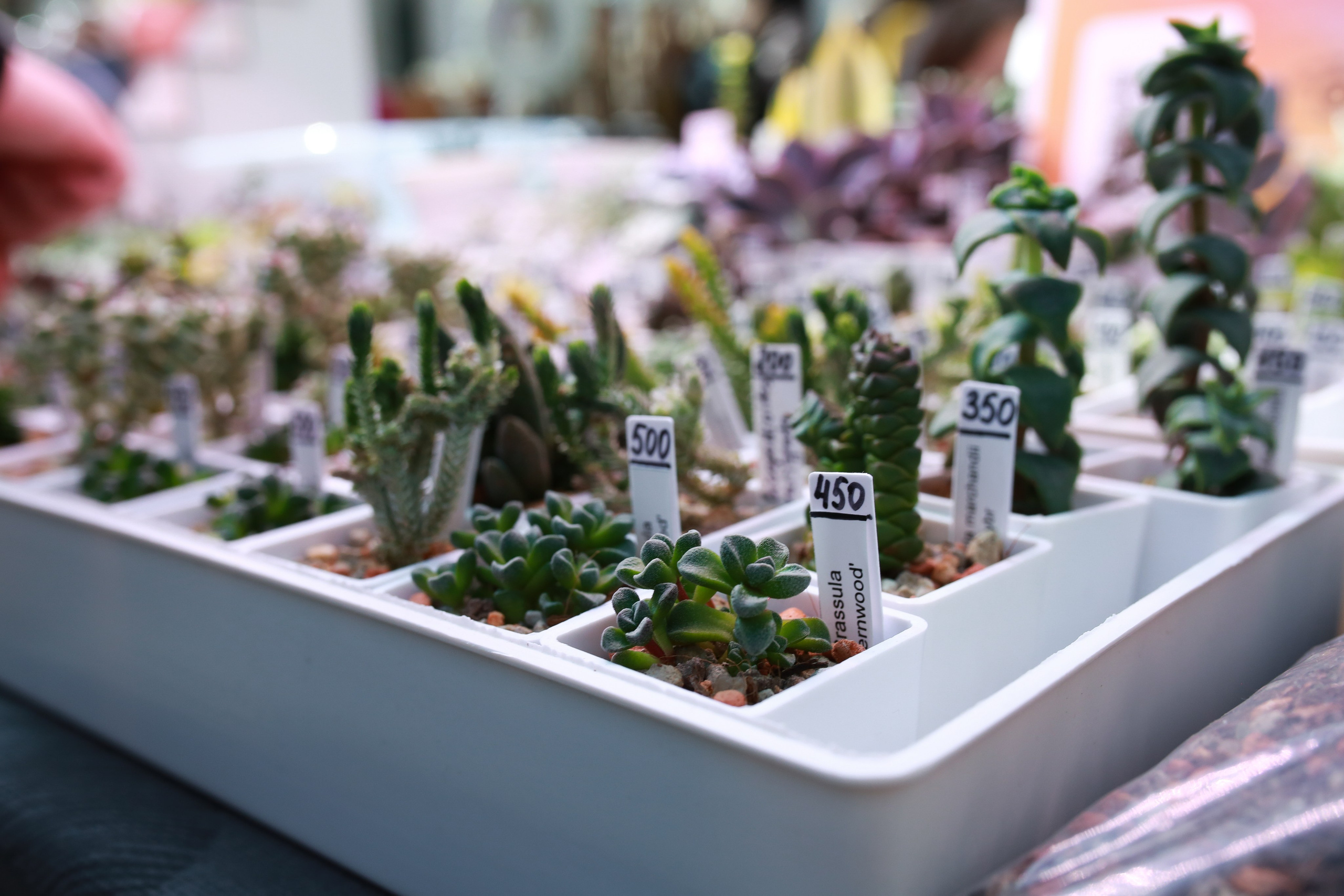 Городские события. Репортажный и портретный фотограф Полина Ершова