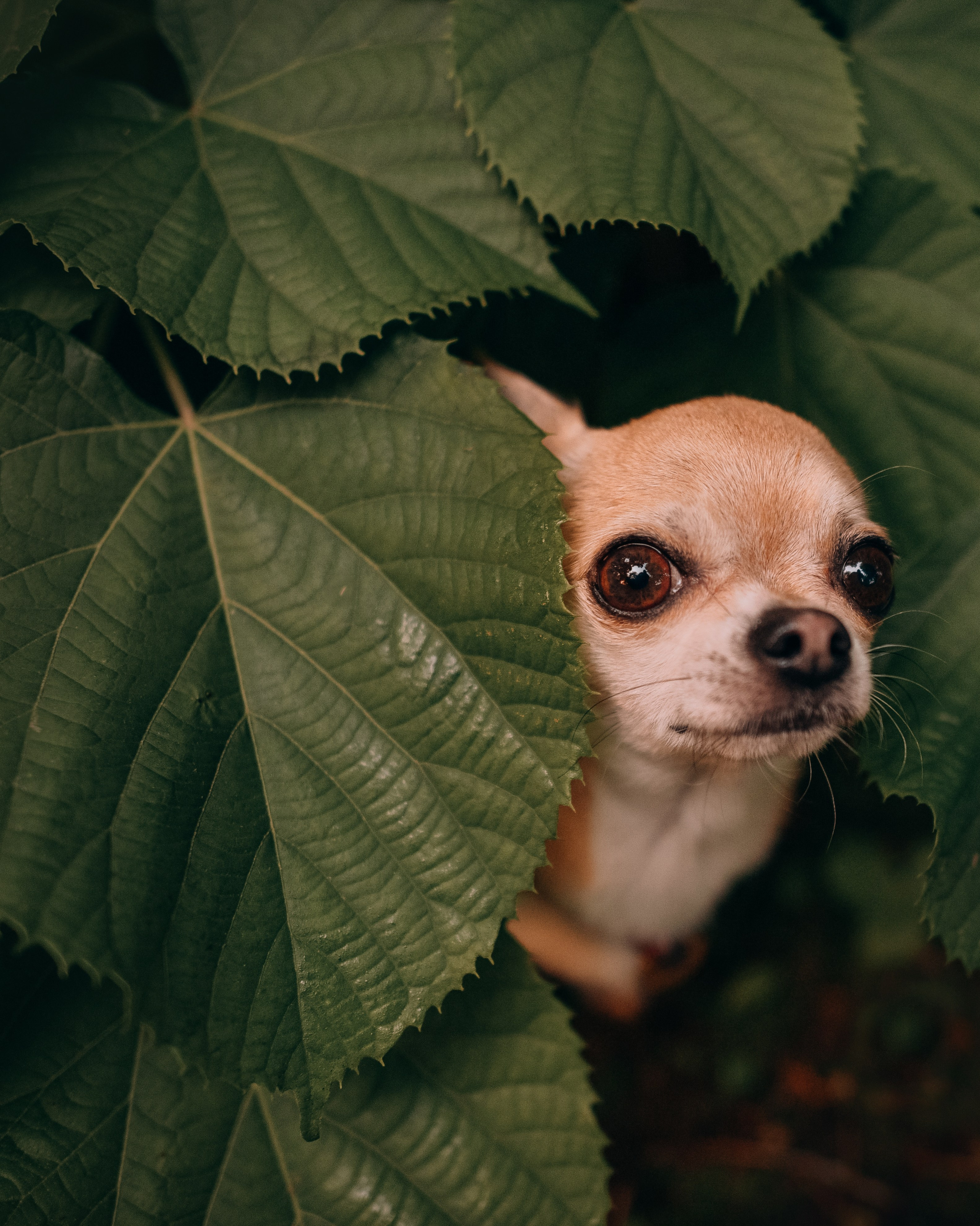 Прогулка: чихуахуа Хенни и Алина во Владивостоке. Портфолио