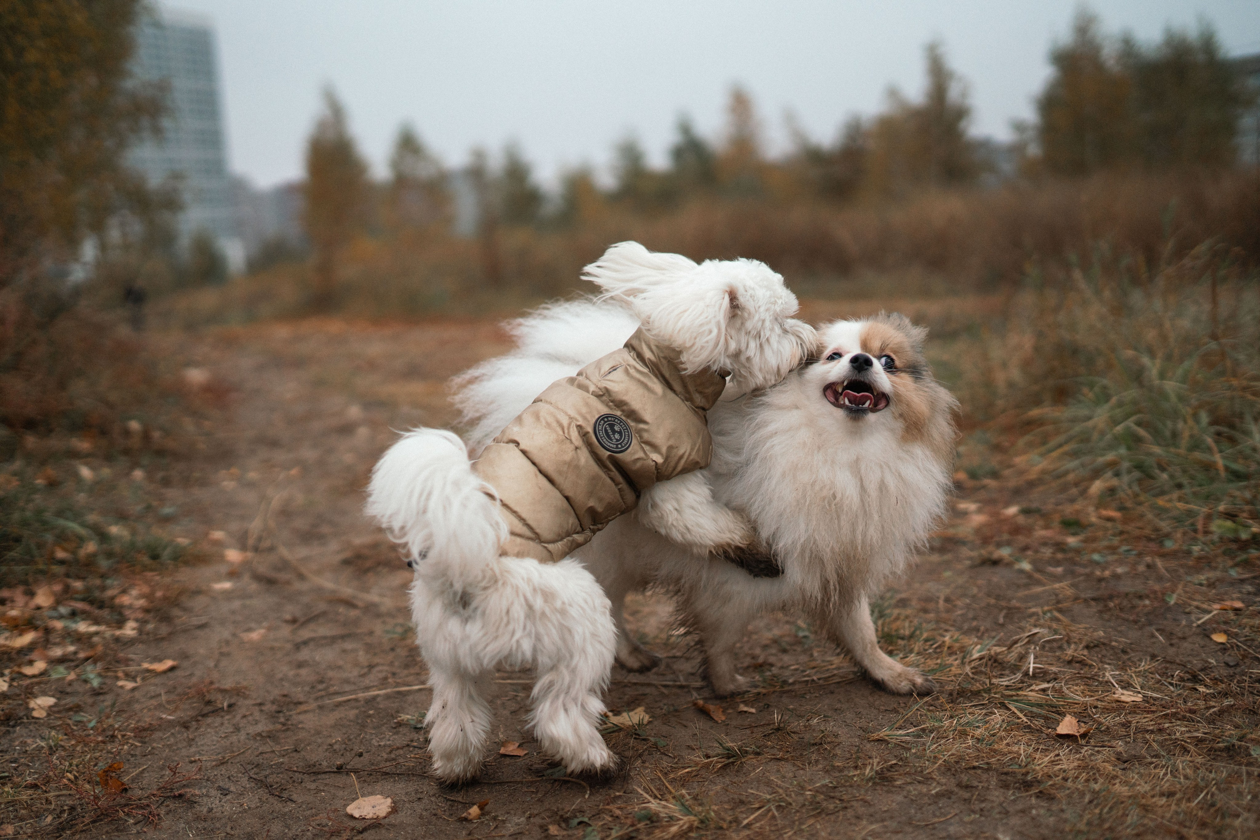 Фотосессия с собаками. Семейный фотограф в Рязани и Москве Victoria_Kros