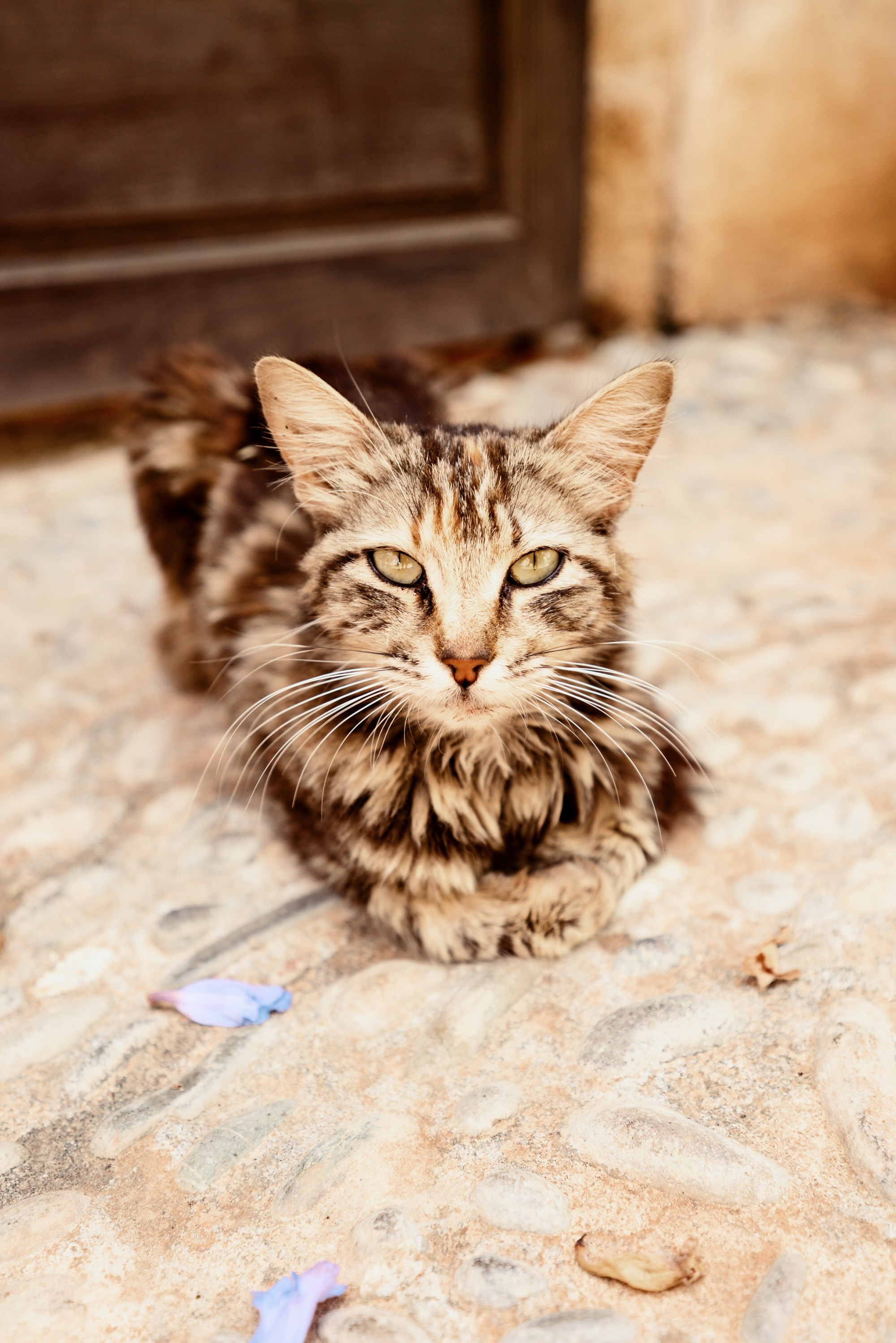 Северная Африка: Тунис, Марокко. Фотограф в Хабаровске. Фотография за 24 часа