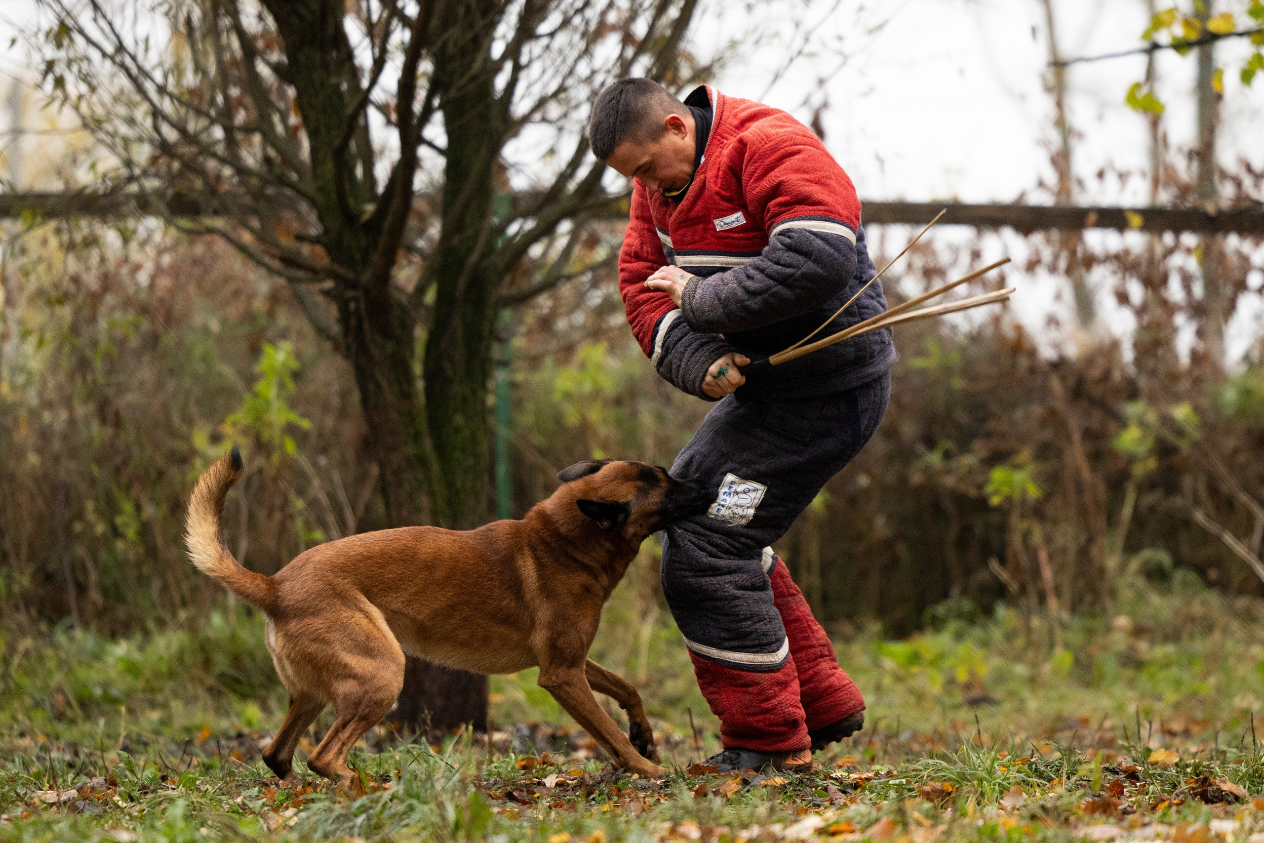 Соревнования по Мондьорингу г. Вологда. Фотограф-анималист Анна Маринич
