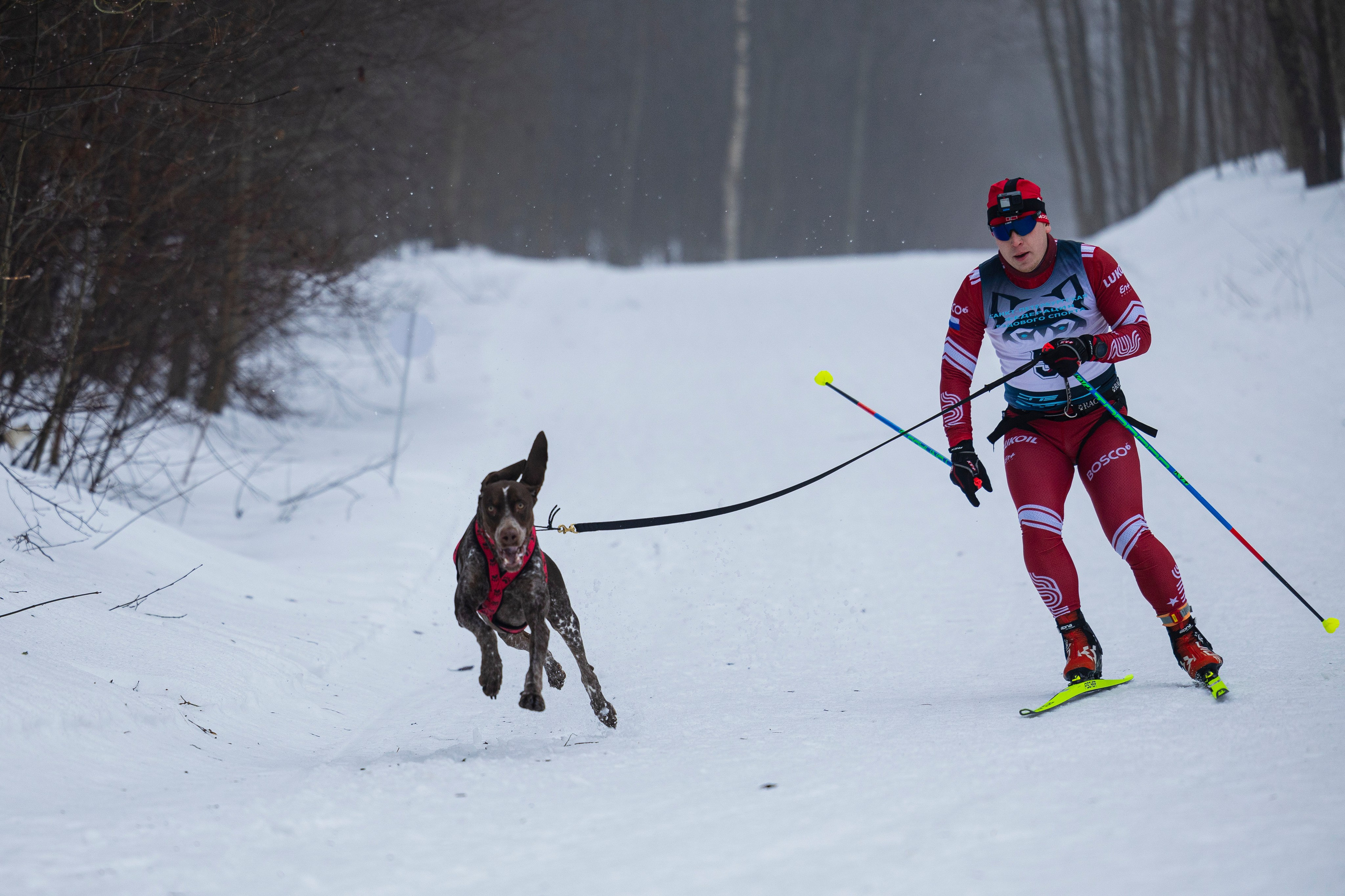 Зимний Чемпионат Санкт-Петербурга по ездовому спорту. Фотограф-анималист Анна Маринич