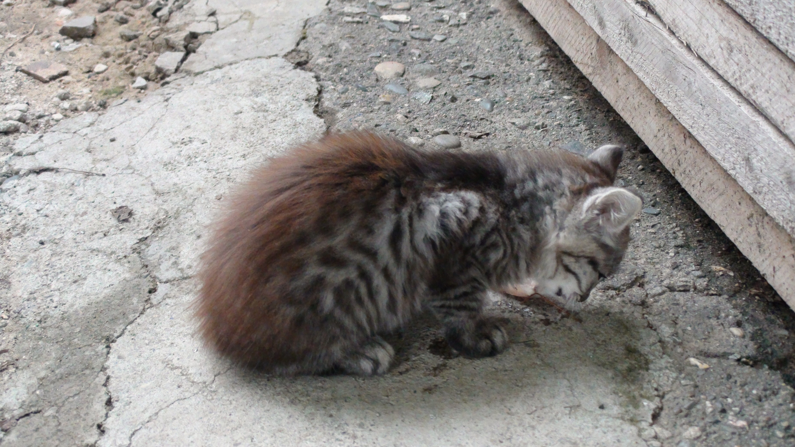 Отпуск 27.05-16.08. Семейный, Свадебный фотограф СПБ Питер— Романова Екатерина