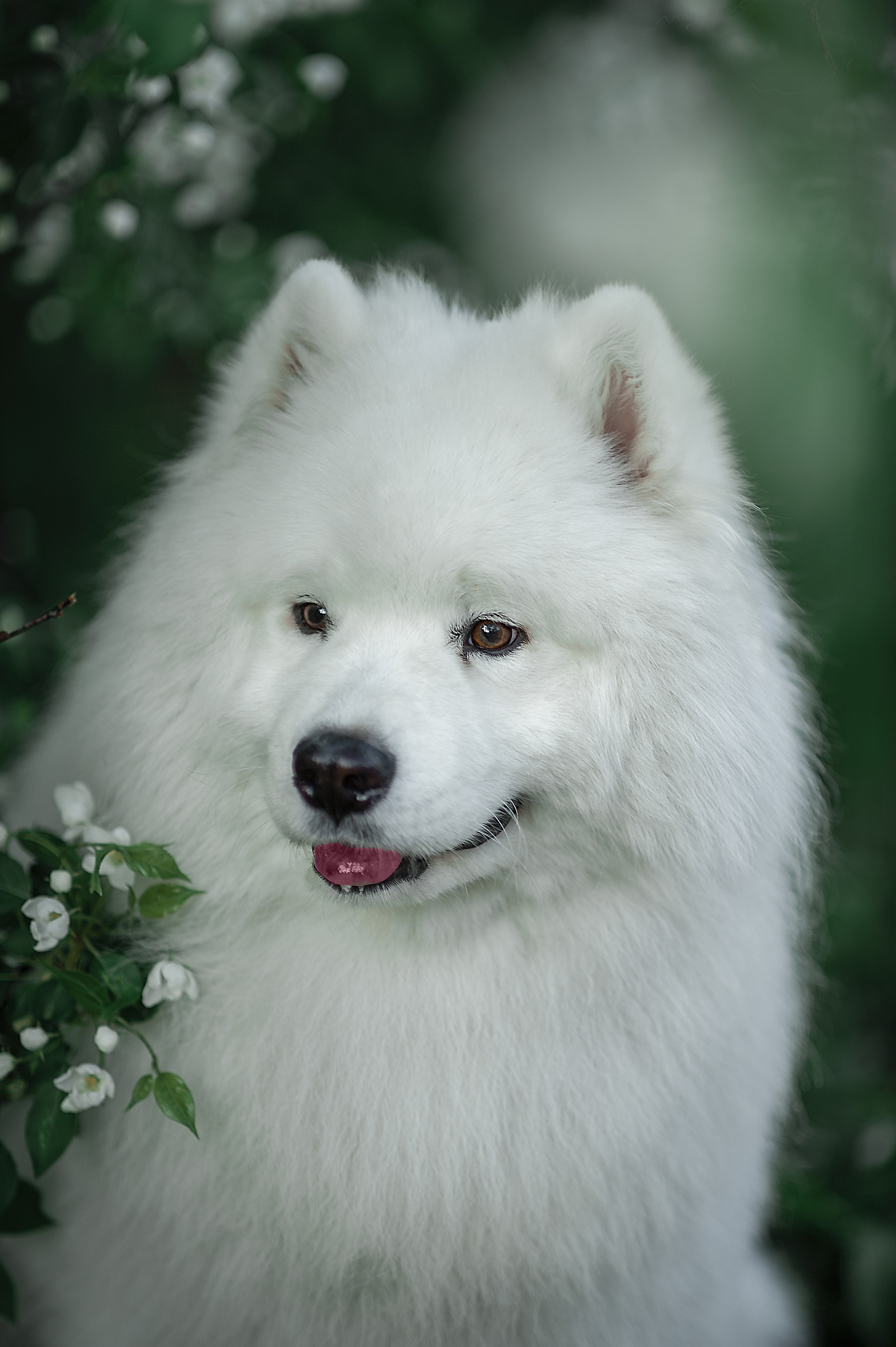 Фотосессия животных в Ижевских, фотограф животных. Детский, семейный фотограф в Ижевске и Москве Аксинья Лысенкова ADEN