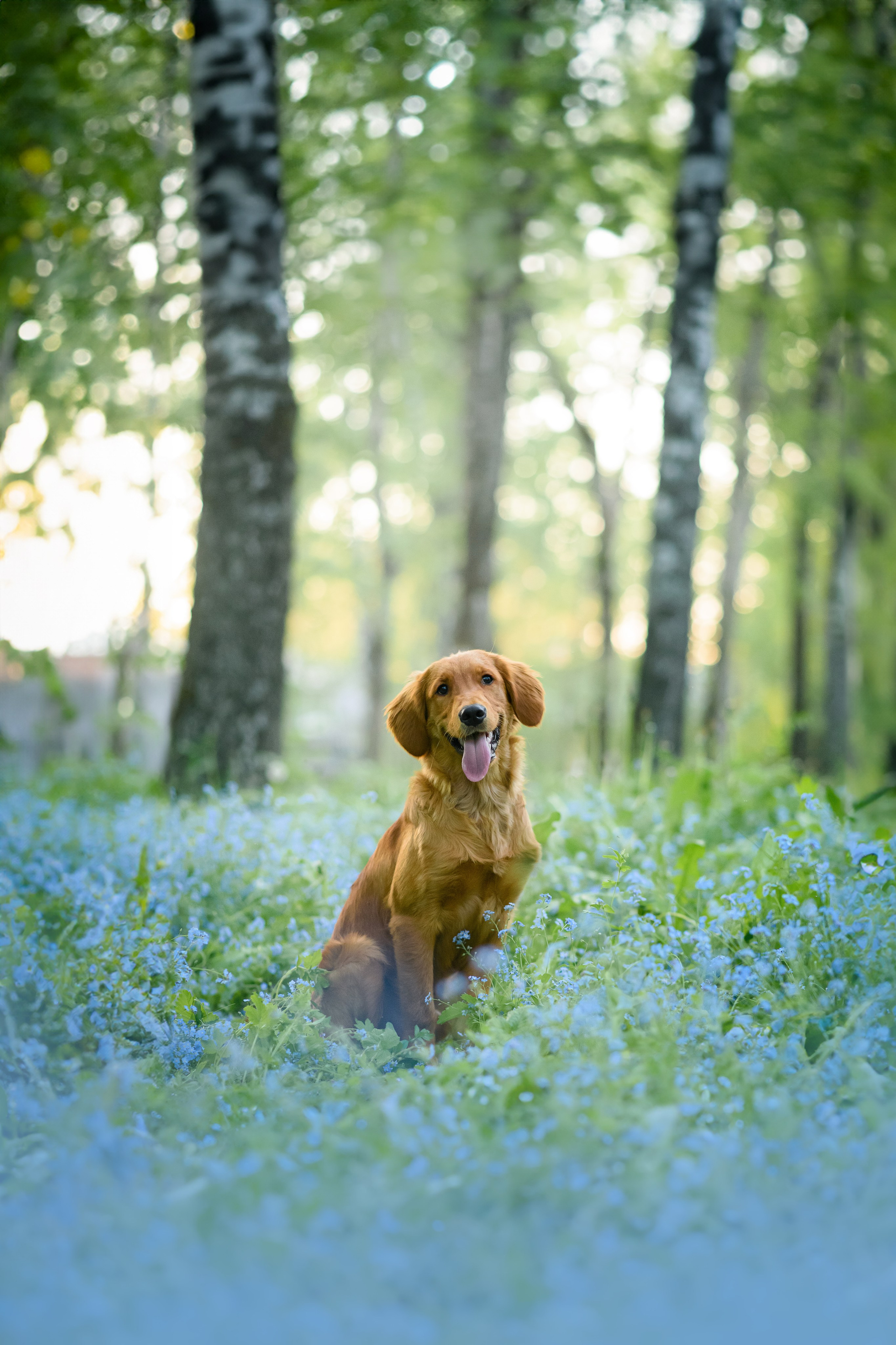 Степа, Йоки и Мята — 29.05.2024. Фотограф — Анималист | Анна Абрамова