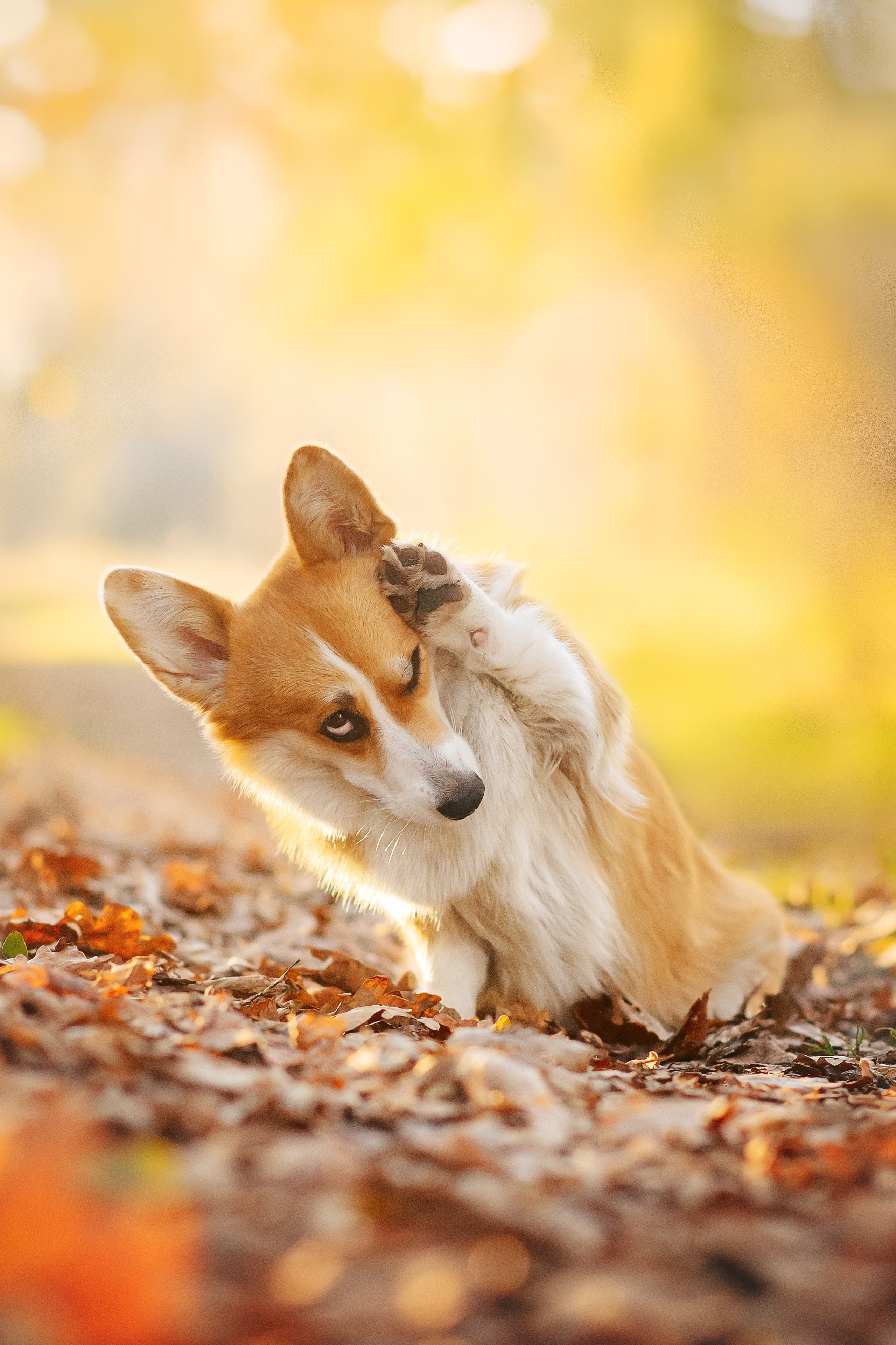 Максим, Аня и Челси — 19.10.2024. Фотограф — Анималист | Анна Абрамова