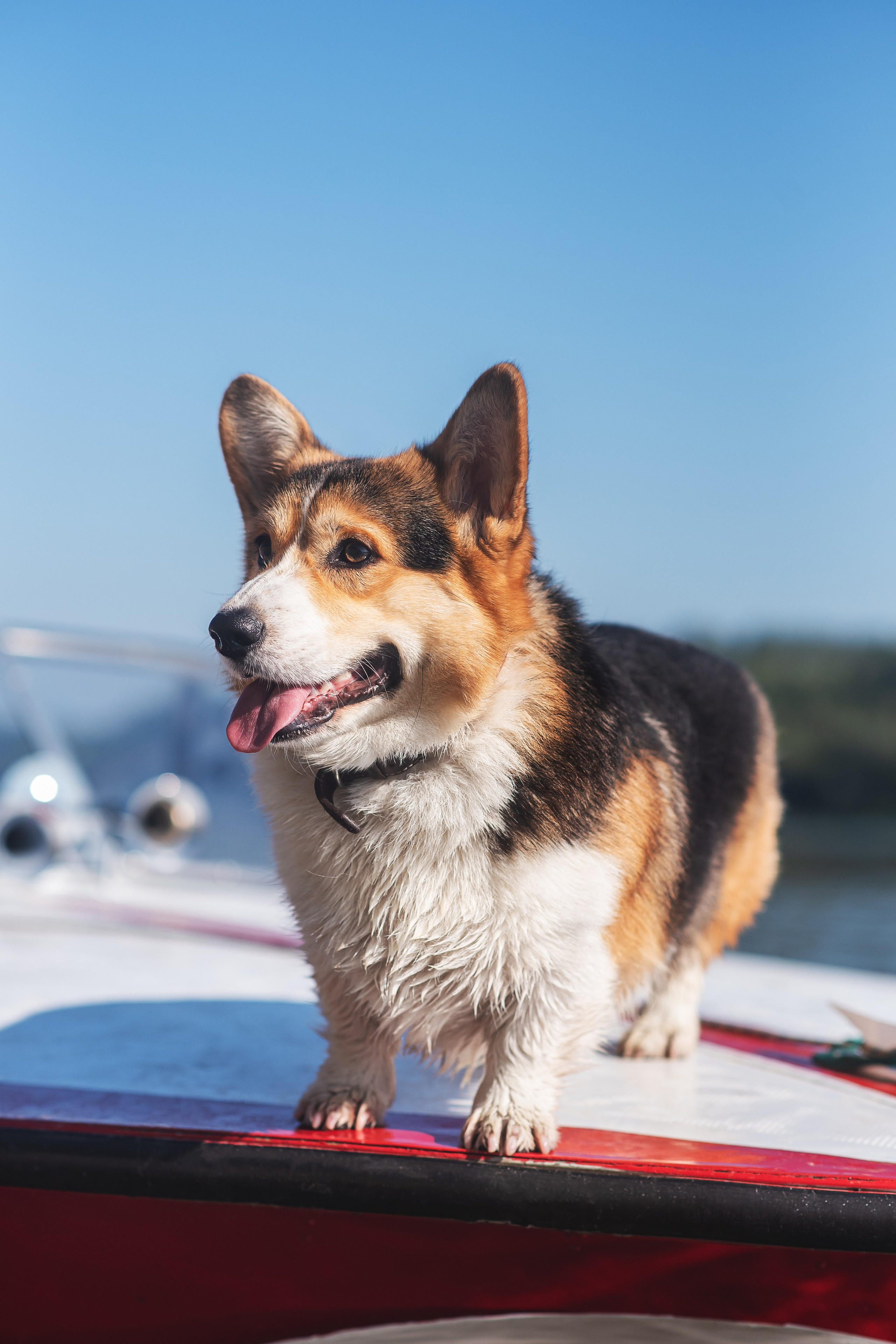 Майк и Лея — 29.08.2024. Фотограф — Анималист | Анна Абрамова