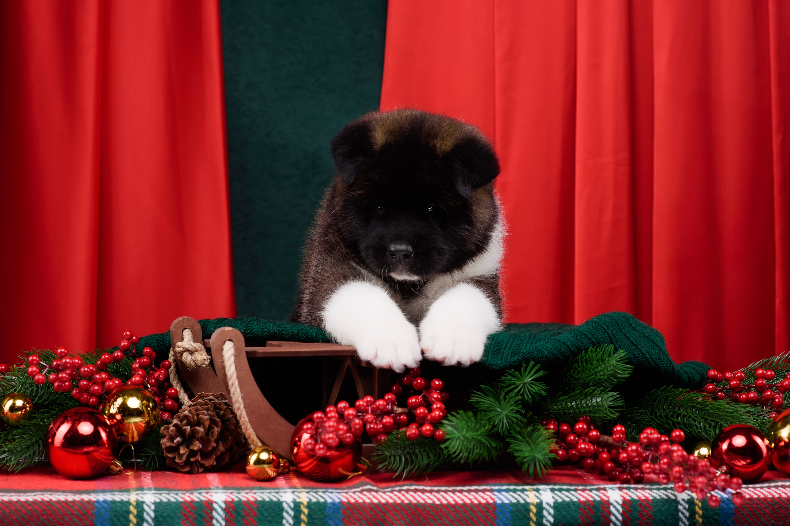 Щенки Американской Акиты. Фотограф — Анималист | Анна Абрамова