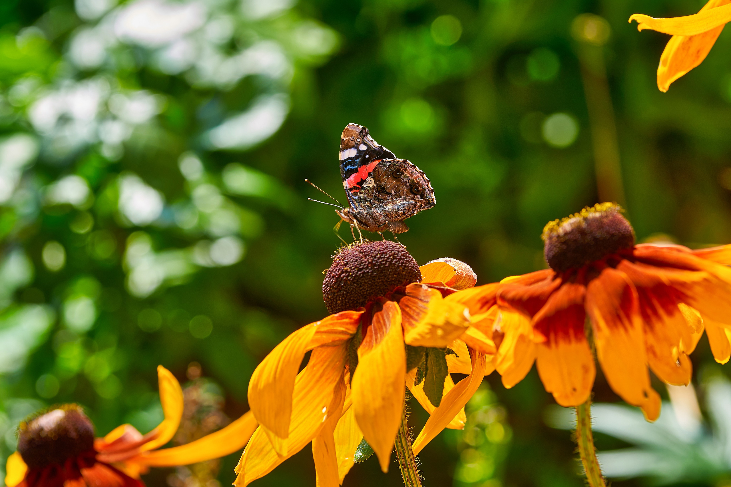 Наша мать — природа. Фотограф Владимир Артамонов