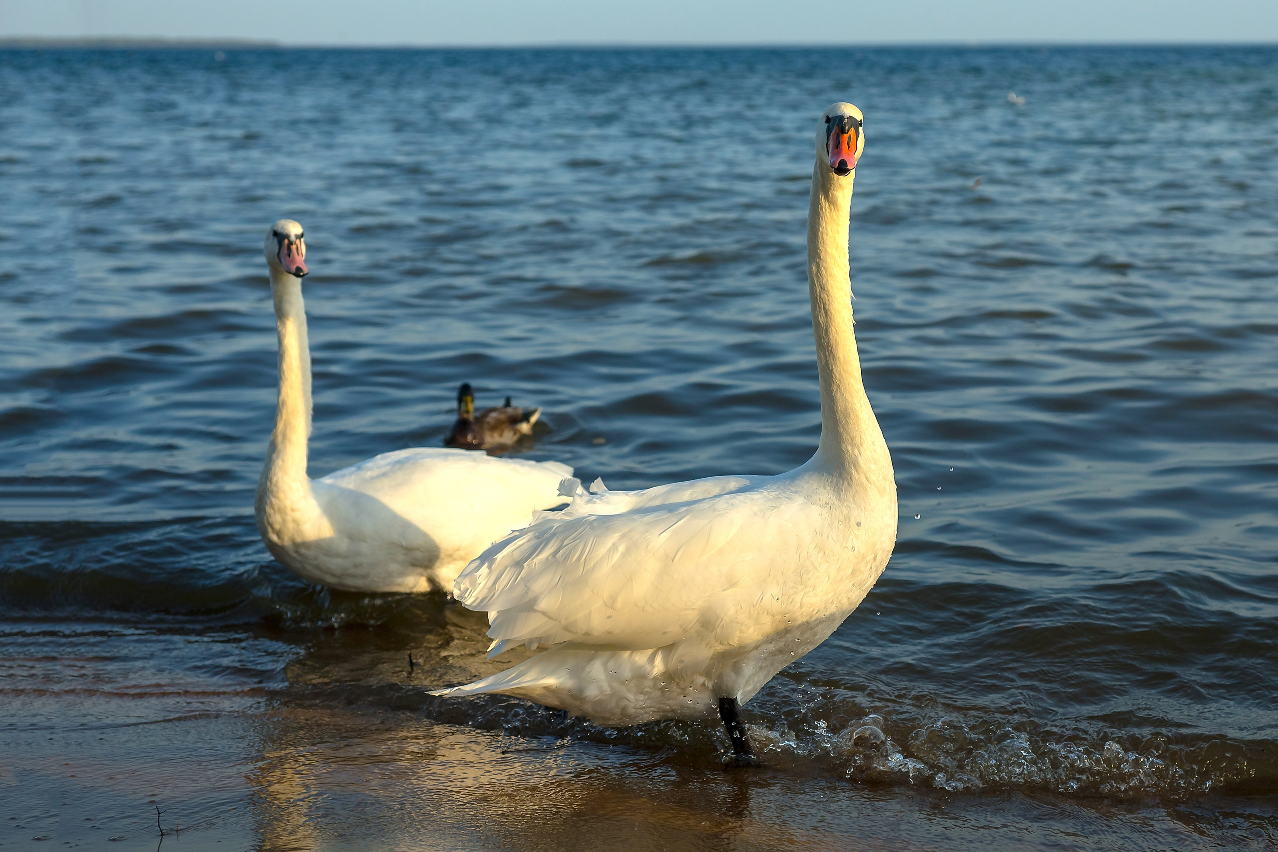 На озере Нарочь. Белоруссия