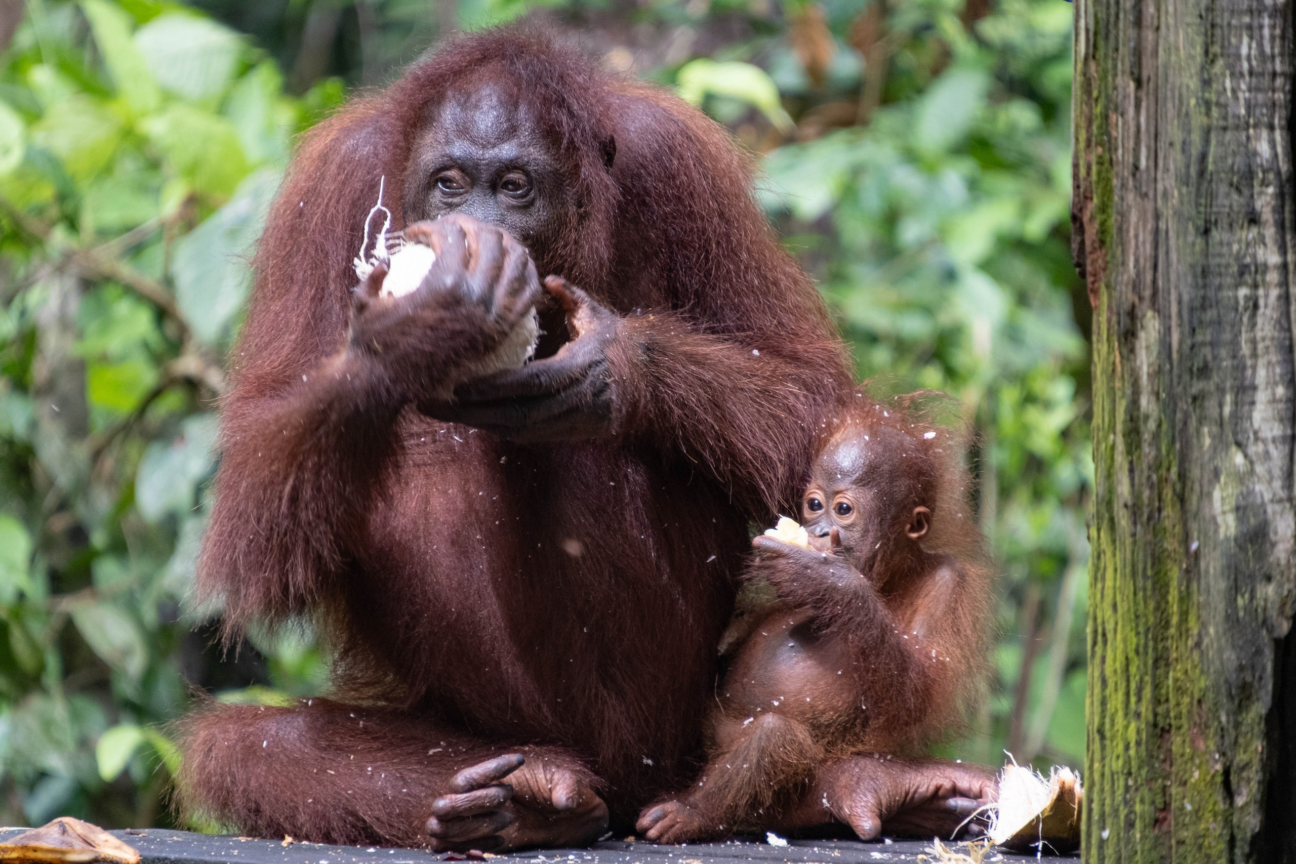 О. Борнео, г. Сандакан. В мире животных. Фотографии из путешествий