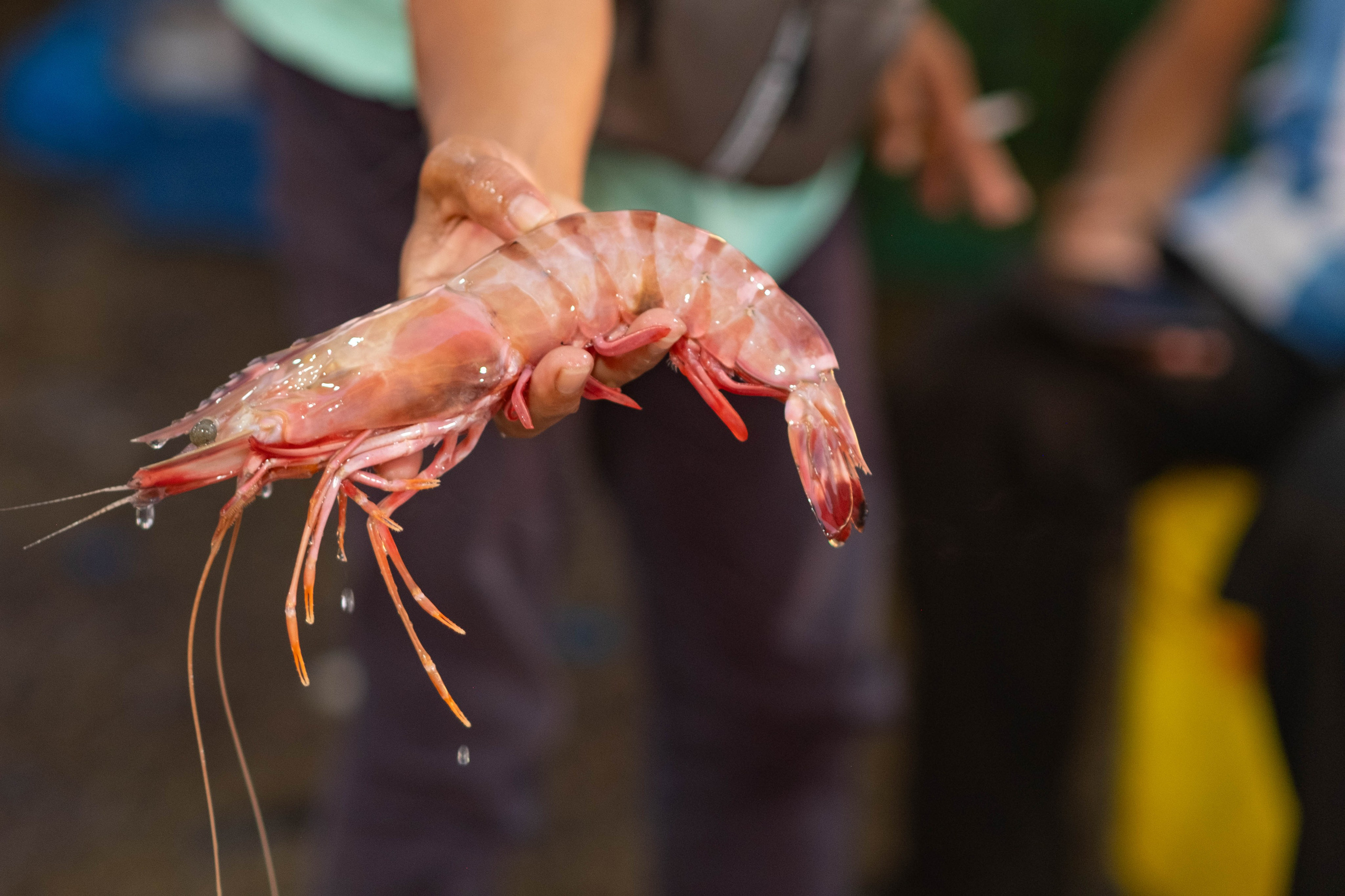 О. Борнео, г. Сандакан. Порт и рынок. Фотографии из путешествий