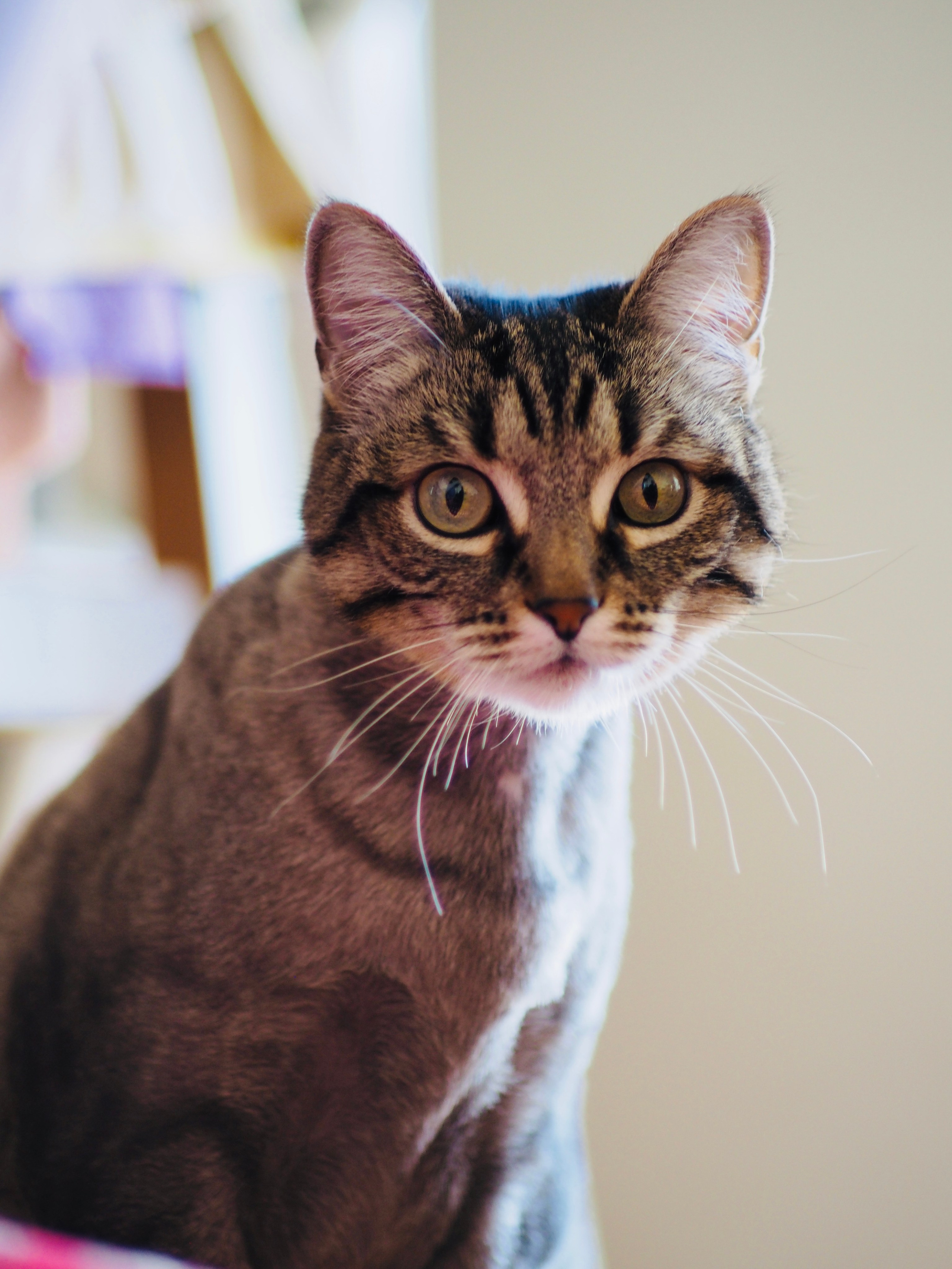 Природа/Животные