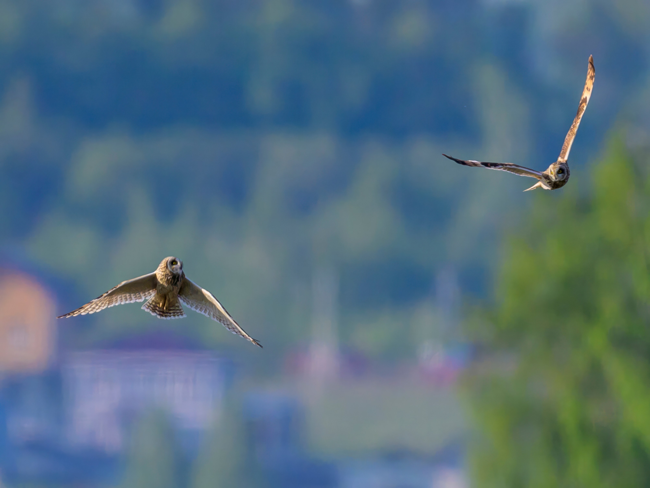 Совы и сороки. Wildlife photography by Sergey Puponin