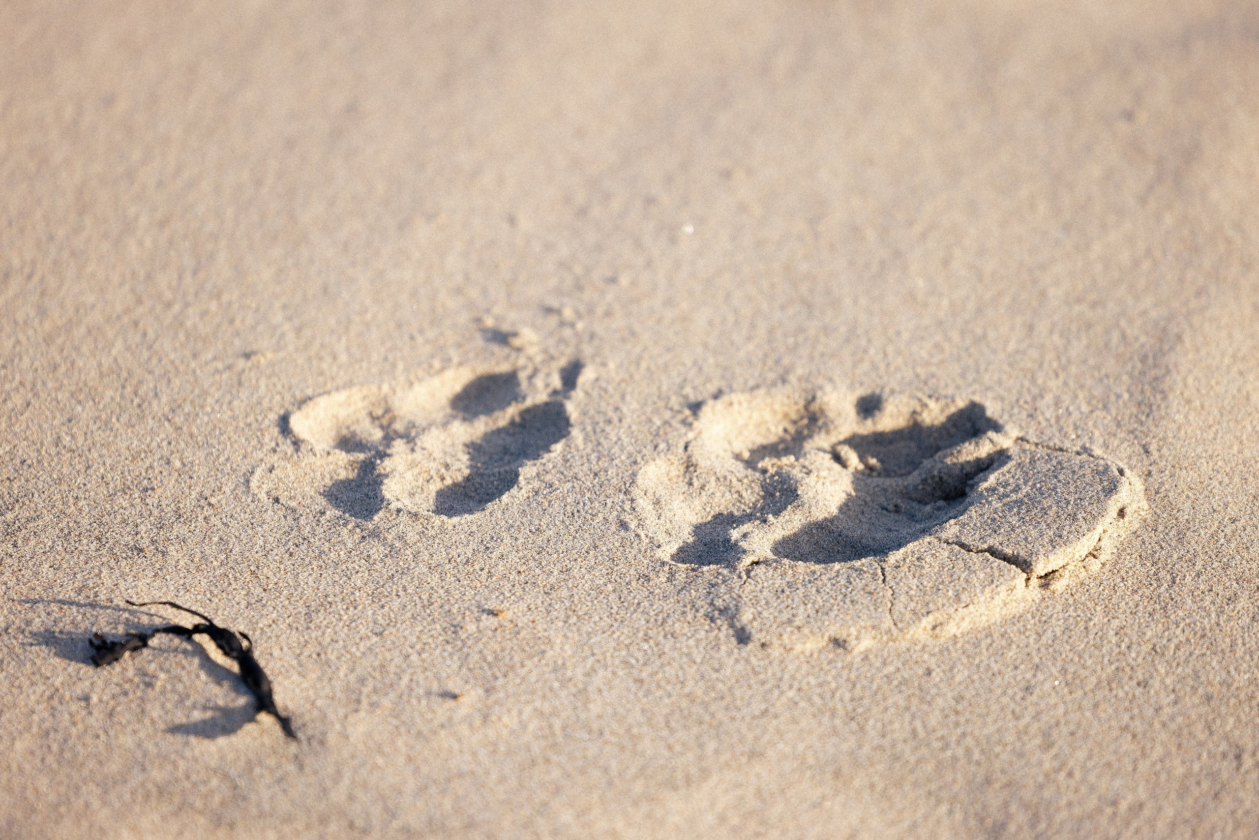 Кольский. Фотограф и видеограф анималист Аганина Дарья