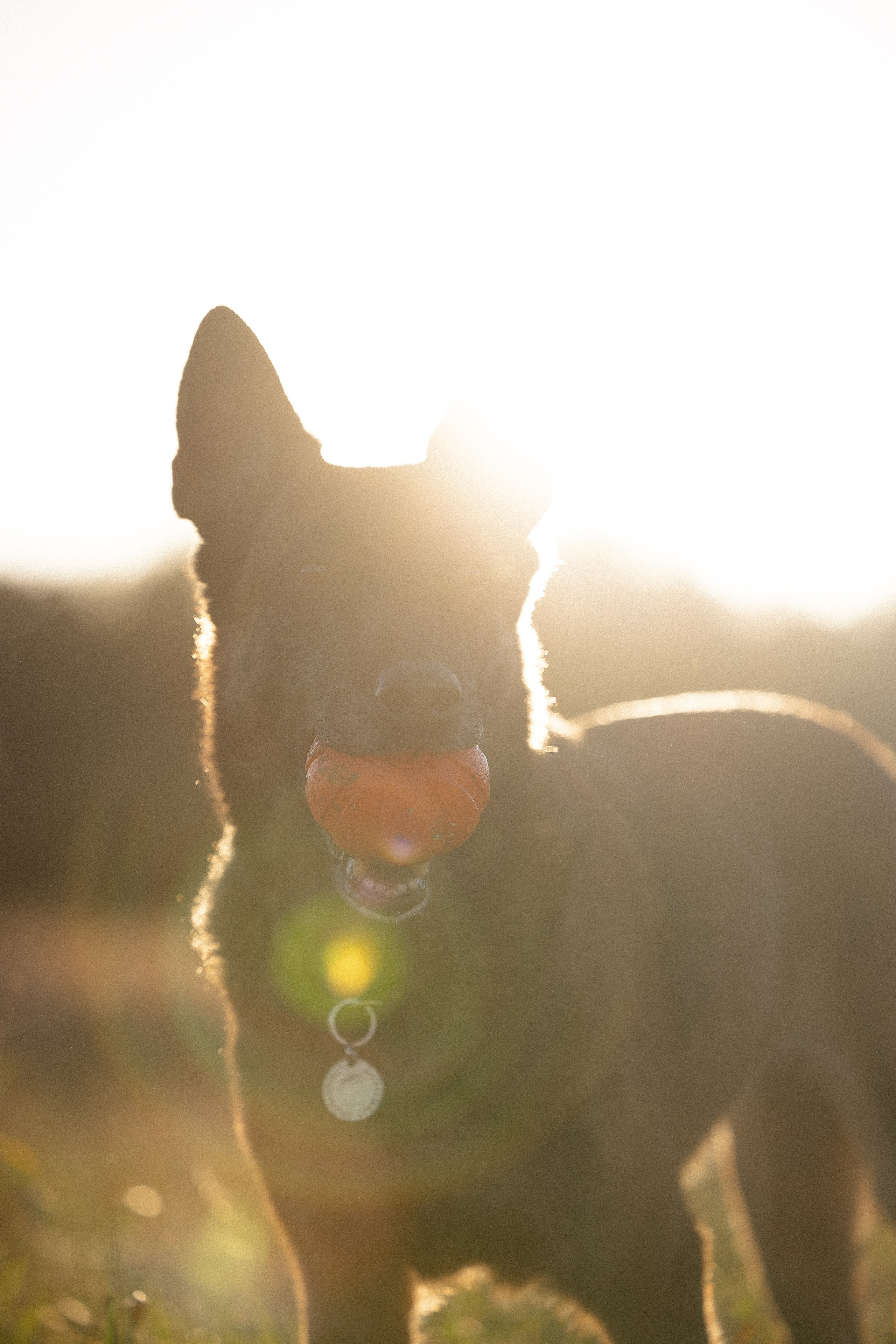 Женя, Афра и Молли. Фотограф и видеограф анималист Аганина Дарья