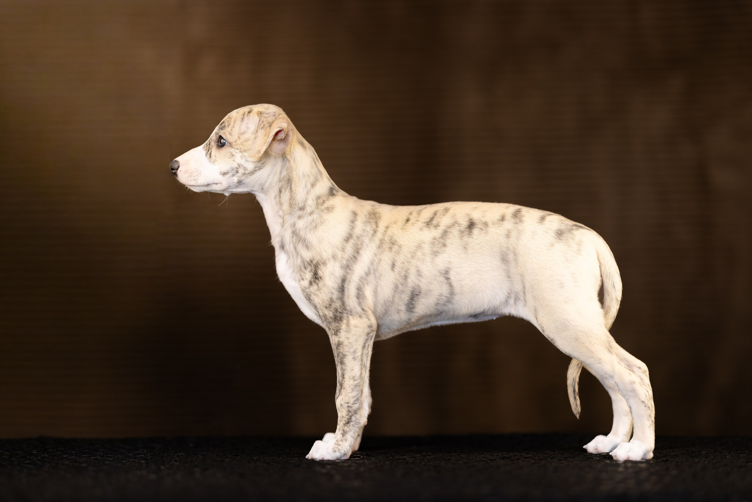 Уиппет. Фотограф и видеограф анималист Аганина Дарья