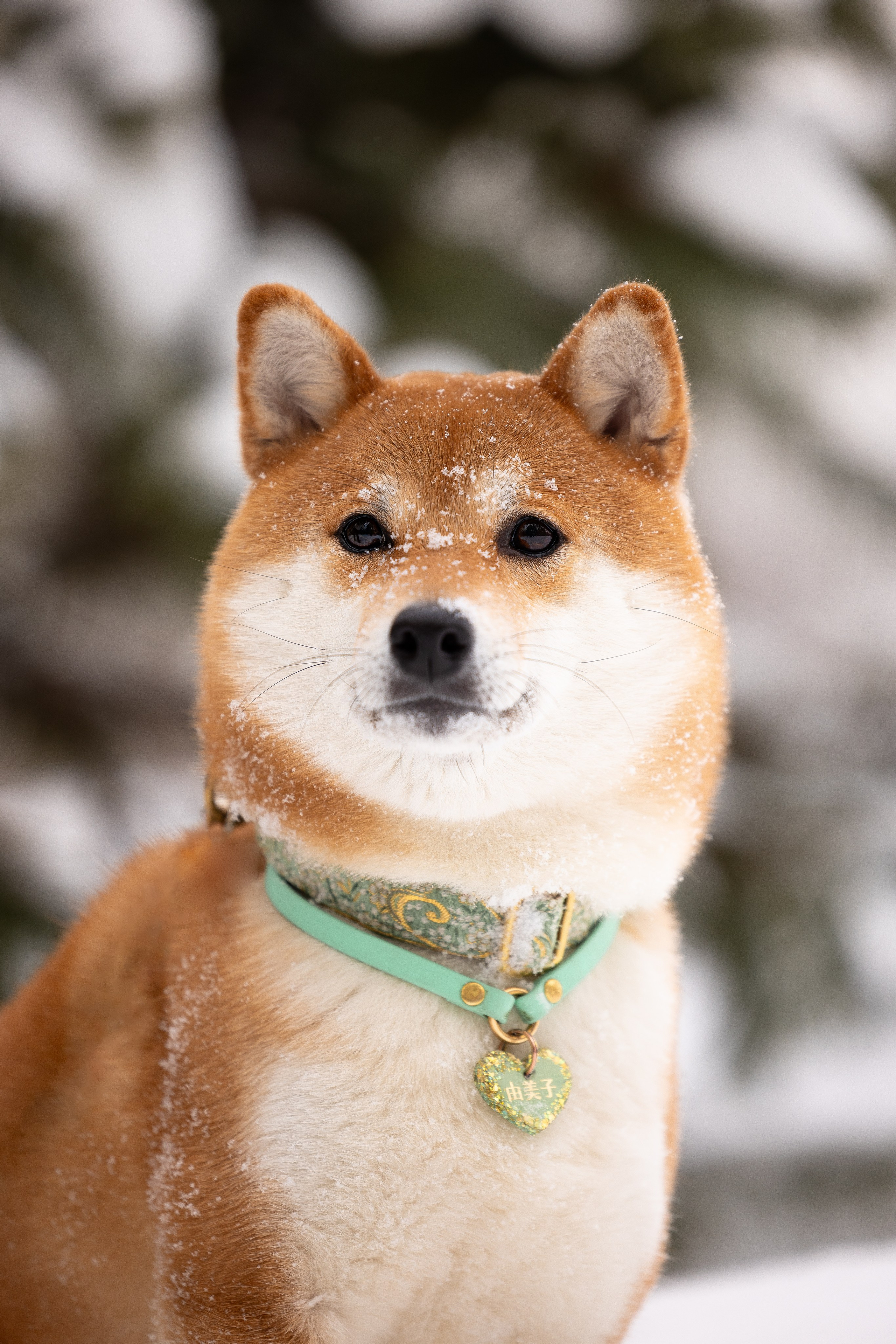 Юми, Серж и Тоши. Фотограф и видеограф анималист Аганина Дарья