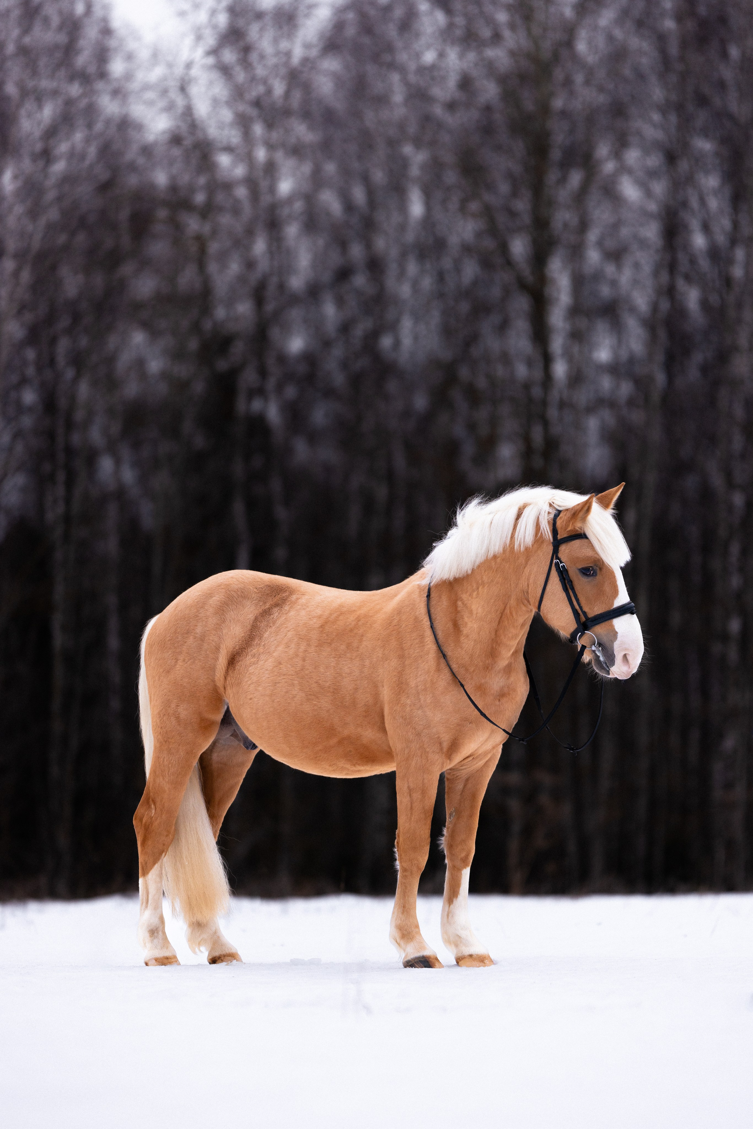 Бейкер. Фотограф и видеограф анималист Аганина Дарья