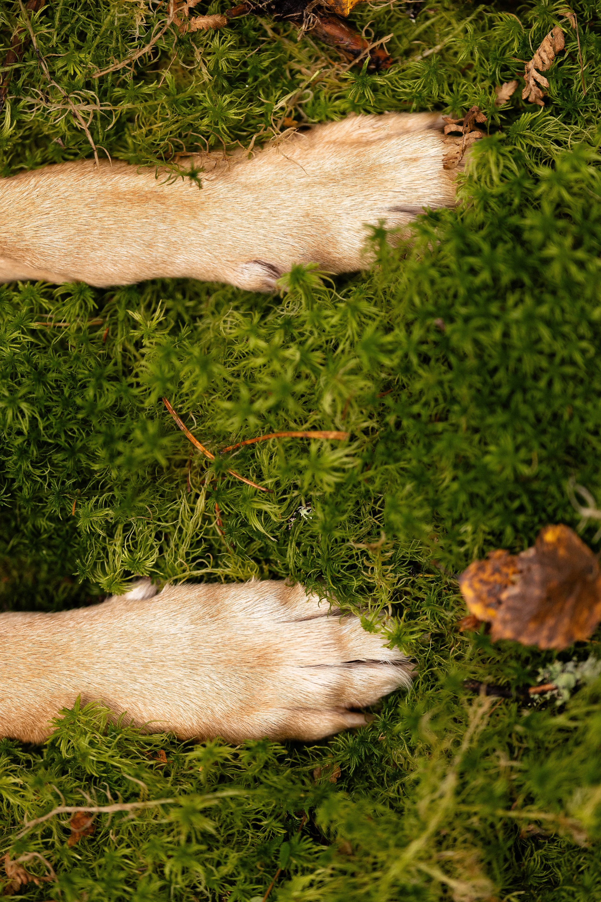 Karelia. Фотограф и видеограф анималист Аганина Дарья