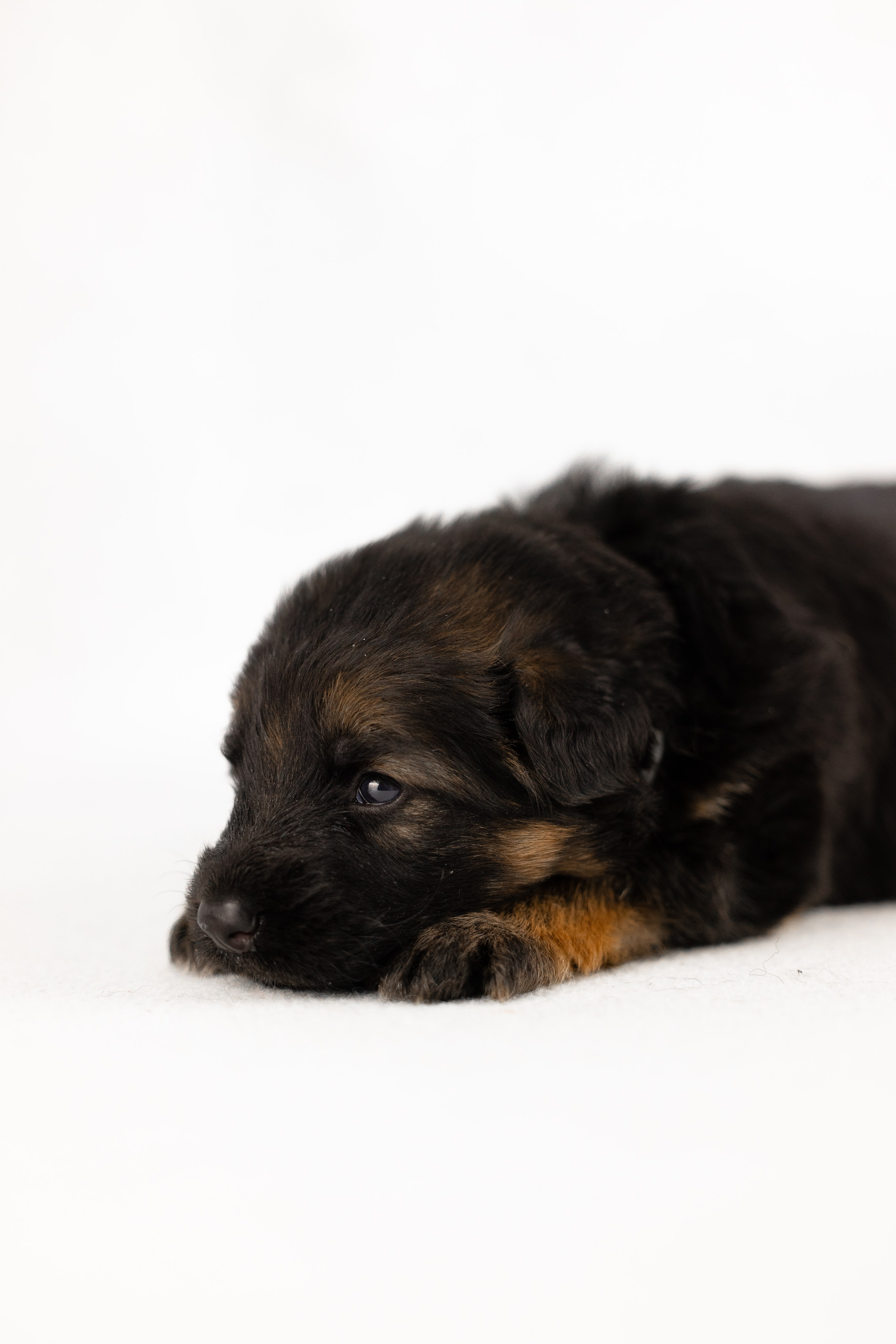 Немецкая овчарка. Фотограф и видеограф анималист Аганина Дарья