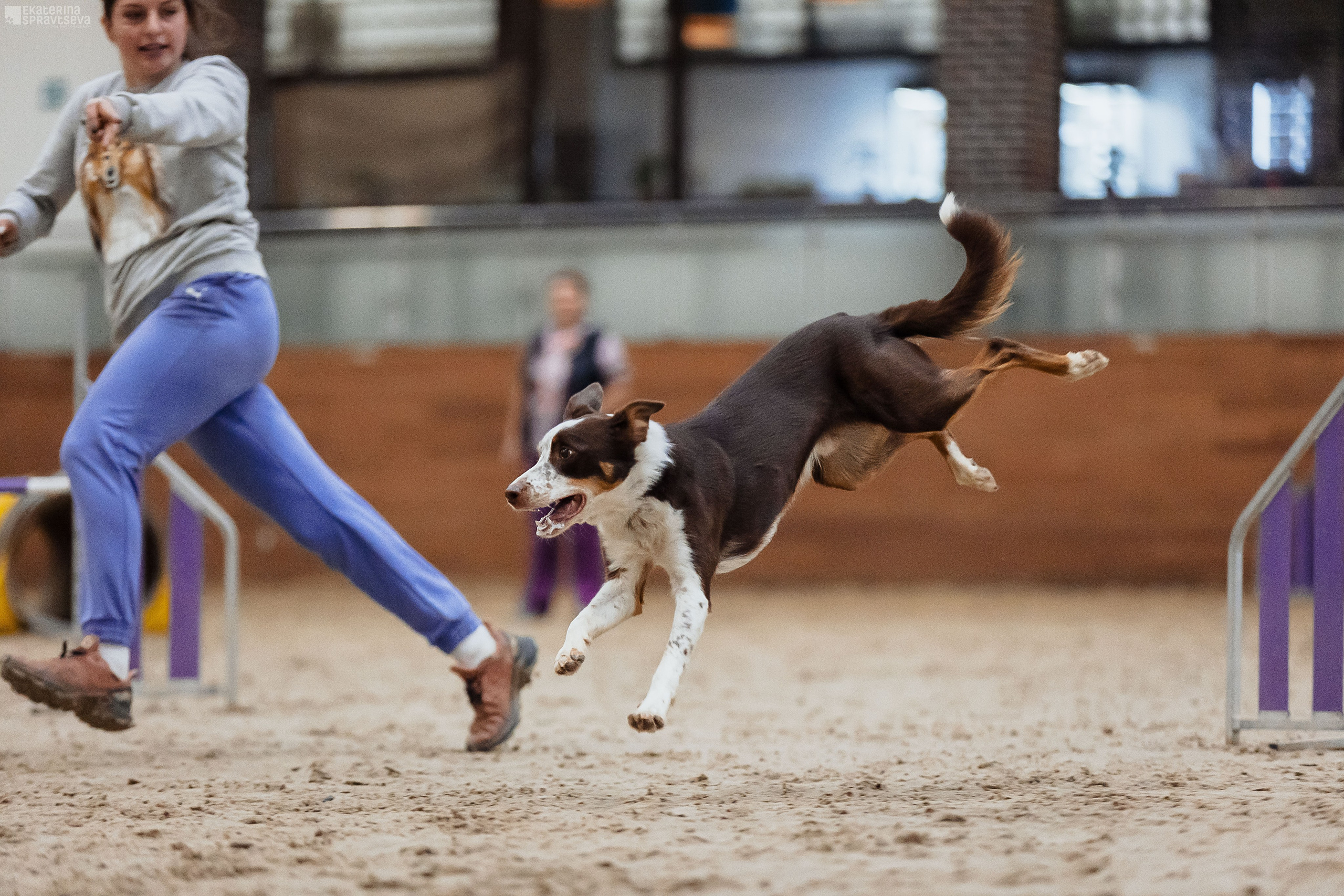 ЧРКФ Аджилити в Максима. Фотограф Анималист Екатерина Справцева в Нижнем Новгороде