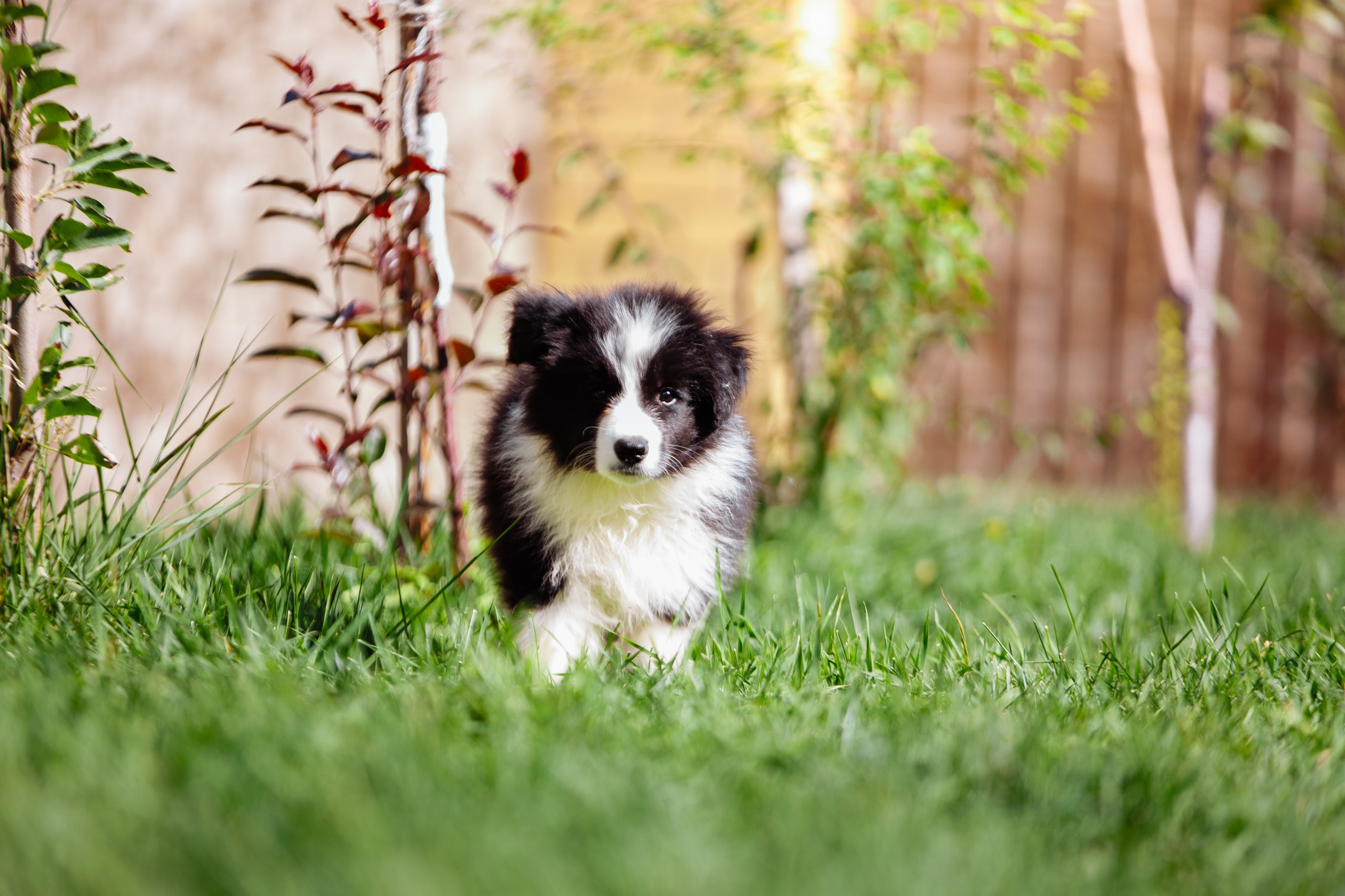 МММ — маленькое мягкое милое. О нас