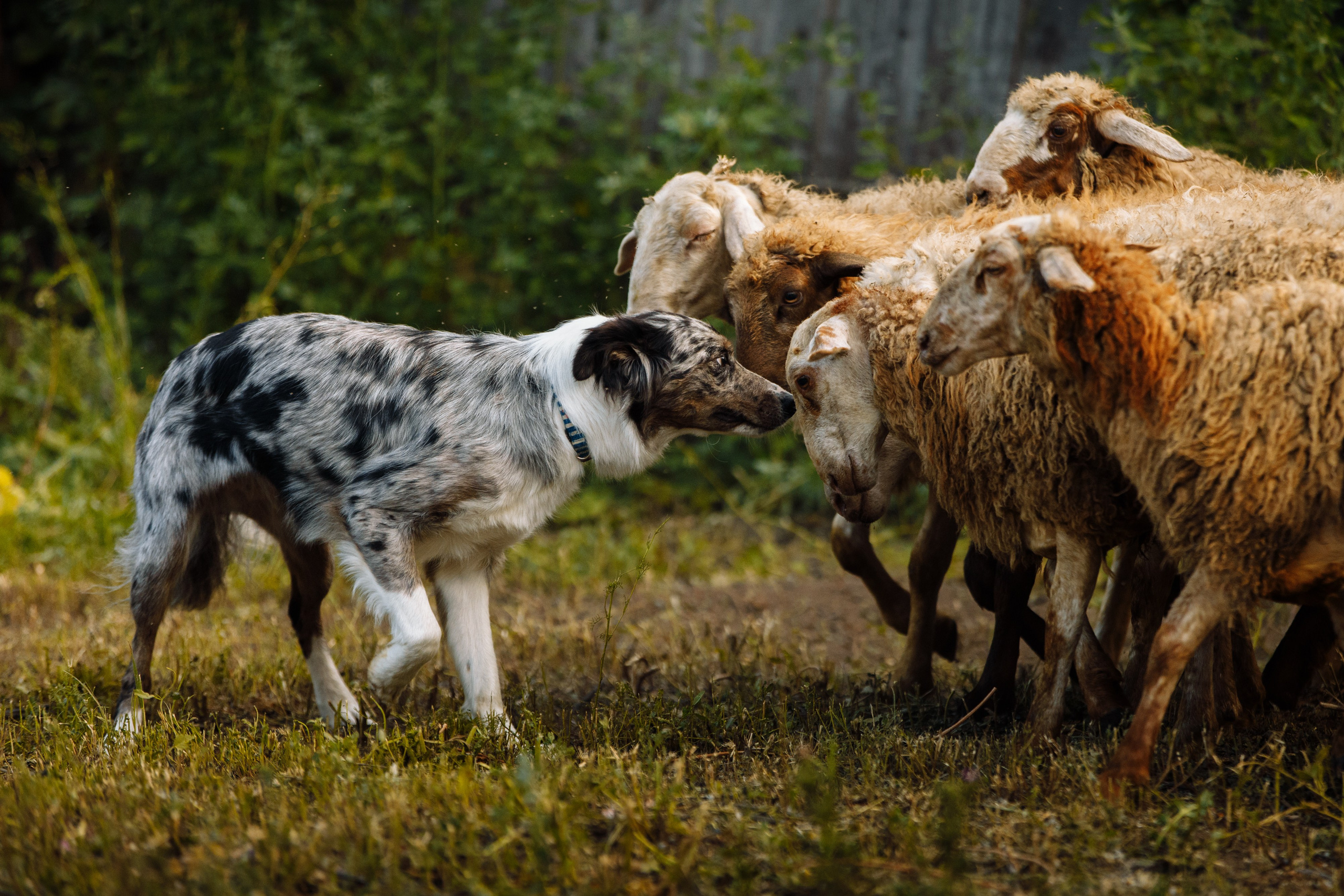 Овечий день. О нас