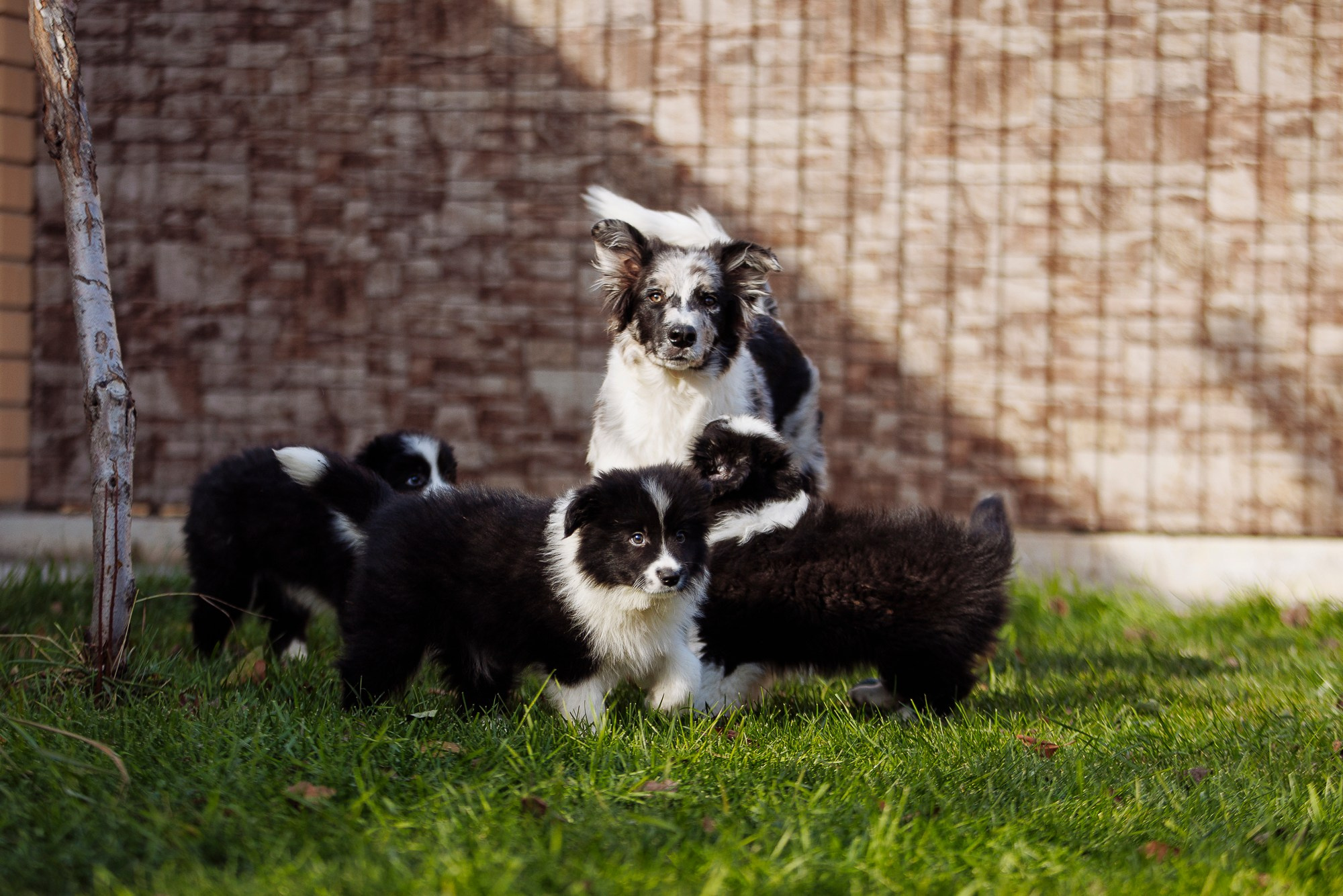 У дома с большой компанией от мала до велика. О нас