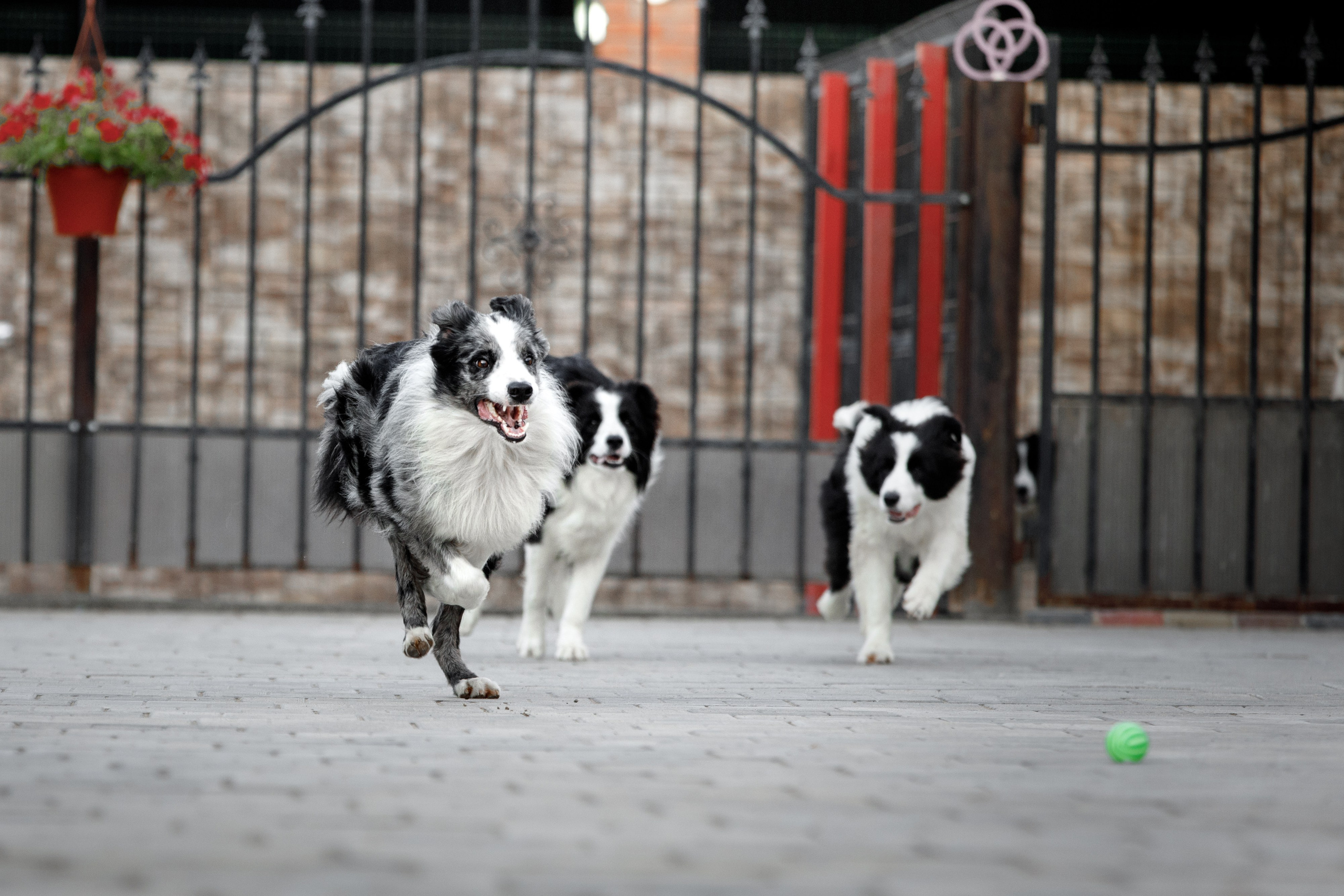 Болтовня в саду. О нас