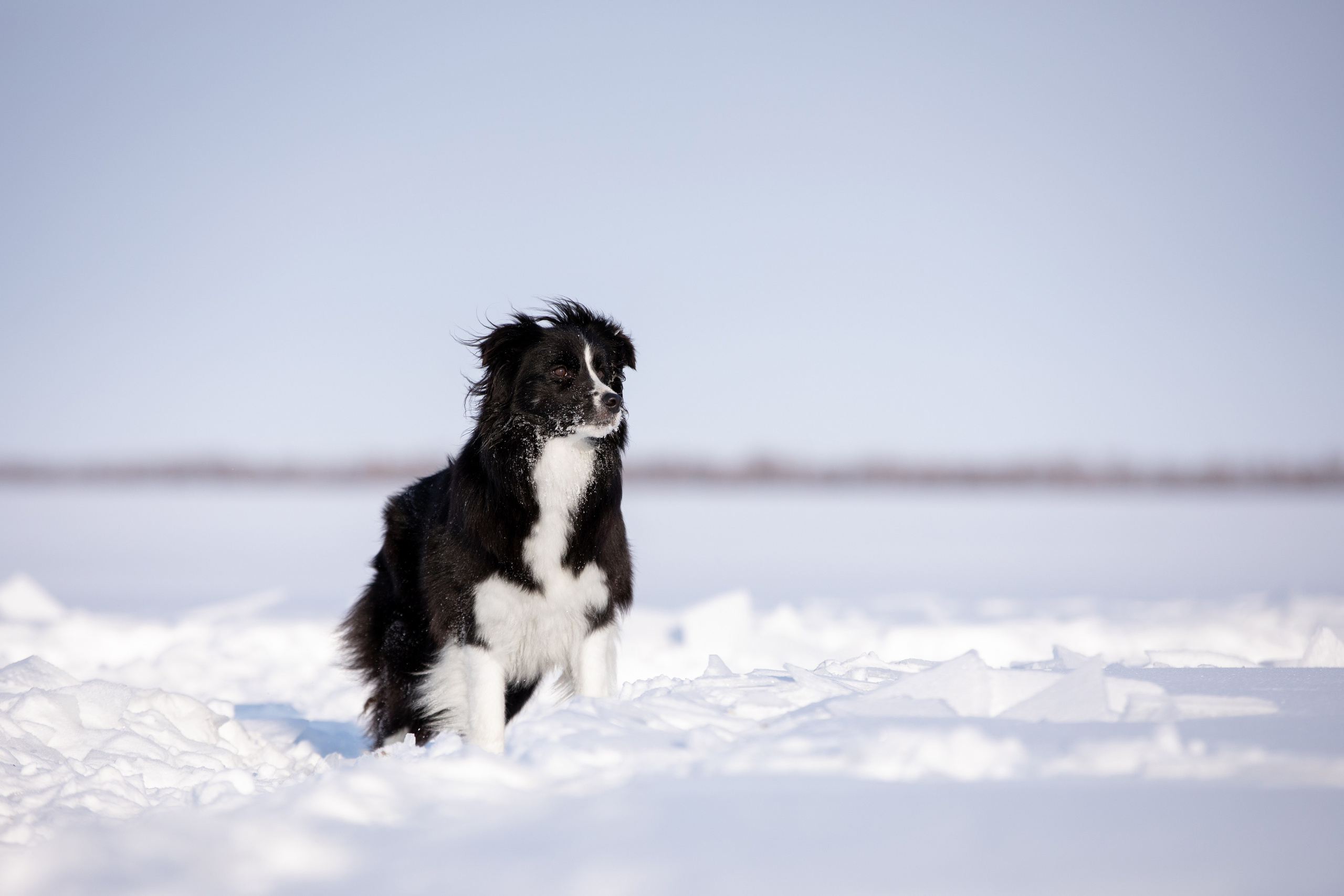 Мороз и солнце. О нас