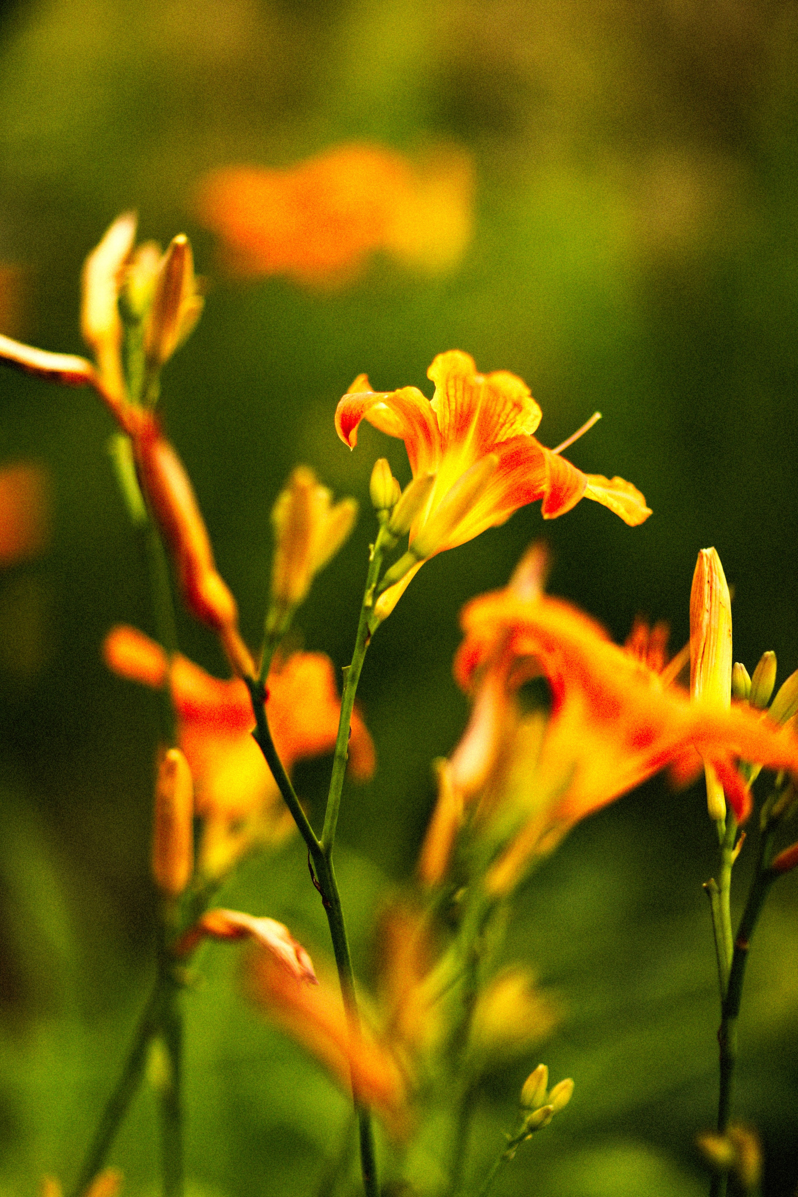 Тимбилдинг на цветочной ферме ЛЕВАДА. Семейный и детский фотограф Москва