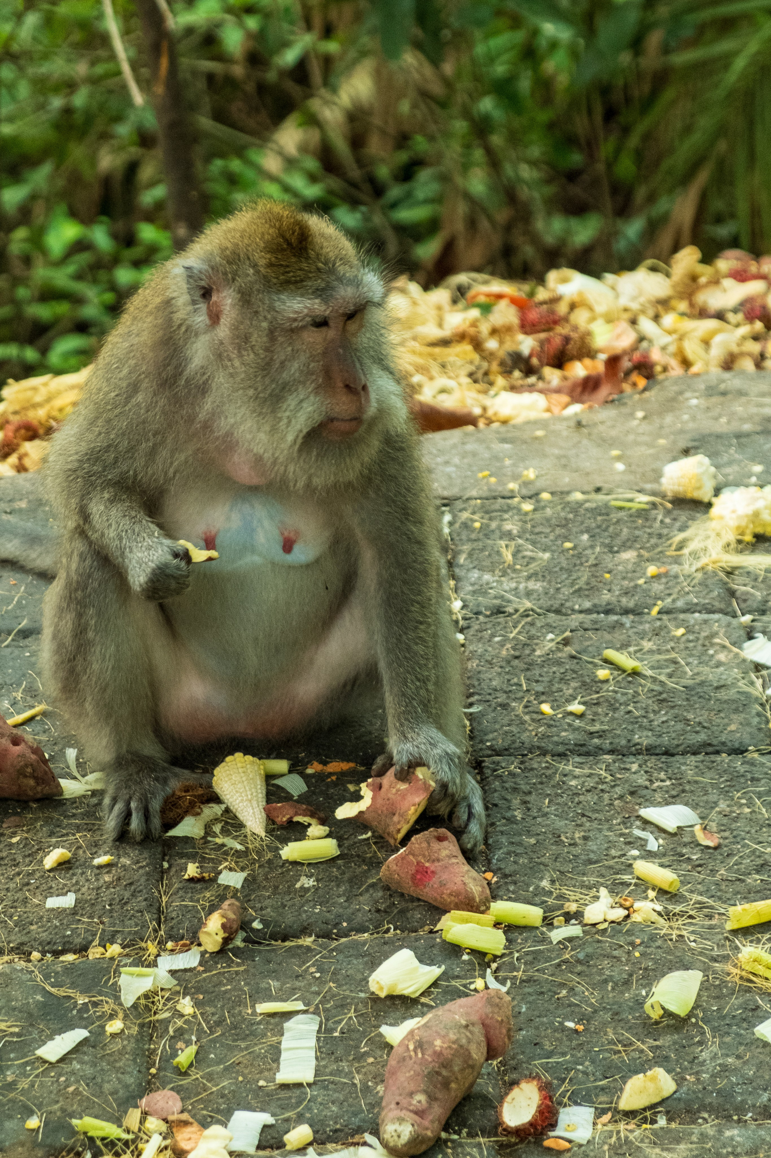 Остров Бали г. Убуд. Фотографии из путешествий