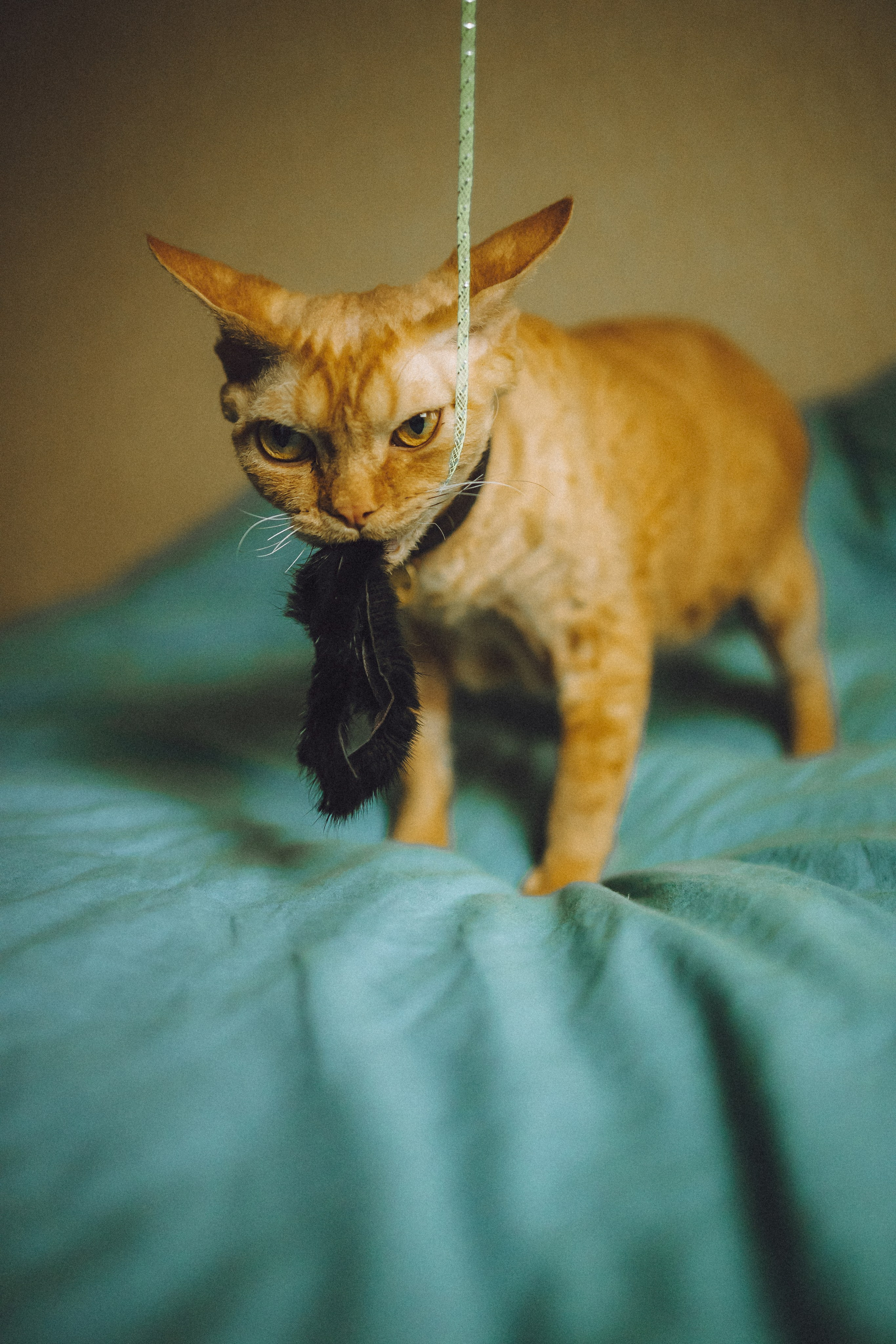 Гречка, Ковш и их семья