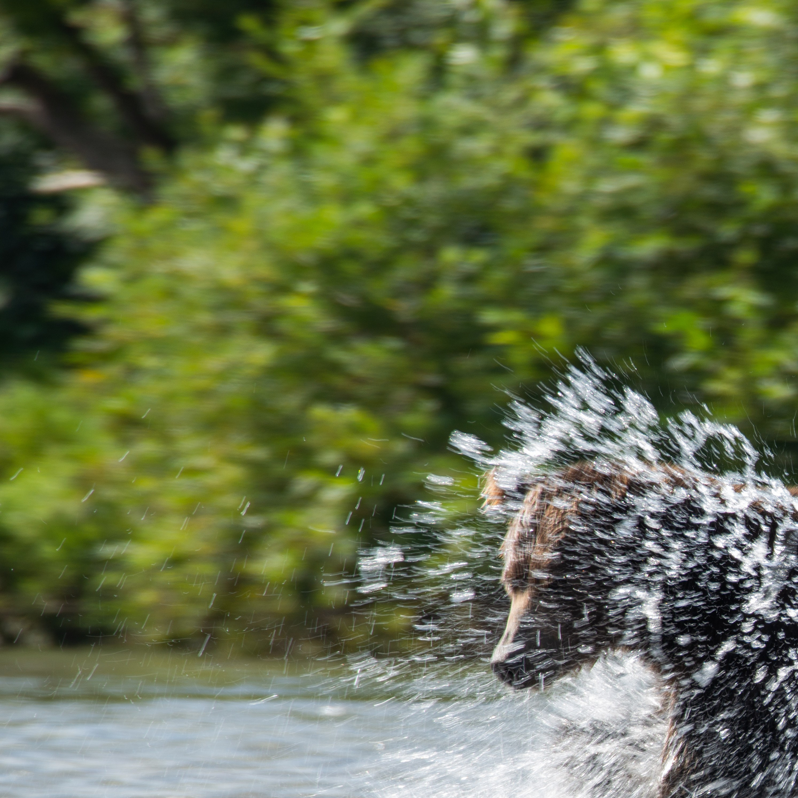 Камчатка — земля медведей. Игорь Иванко — Репортажный и событийный фотограф. Москва