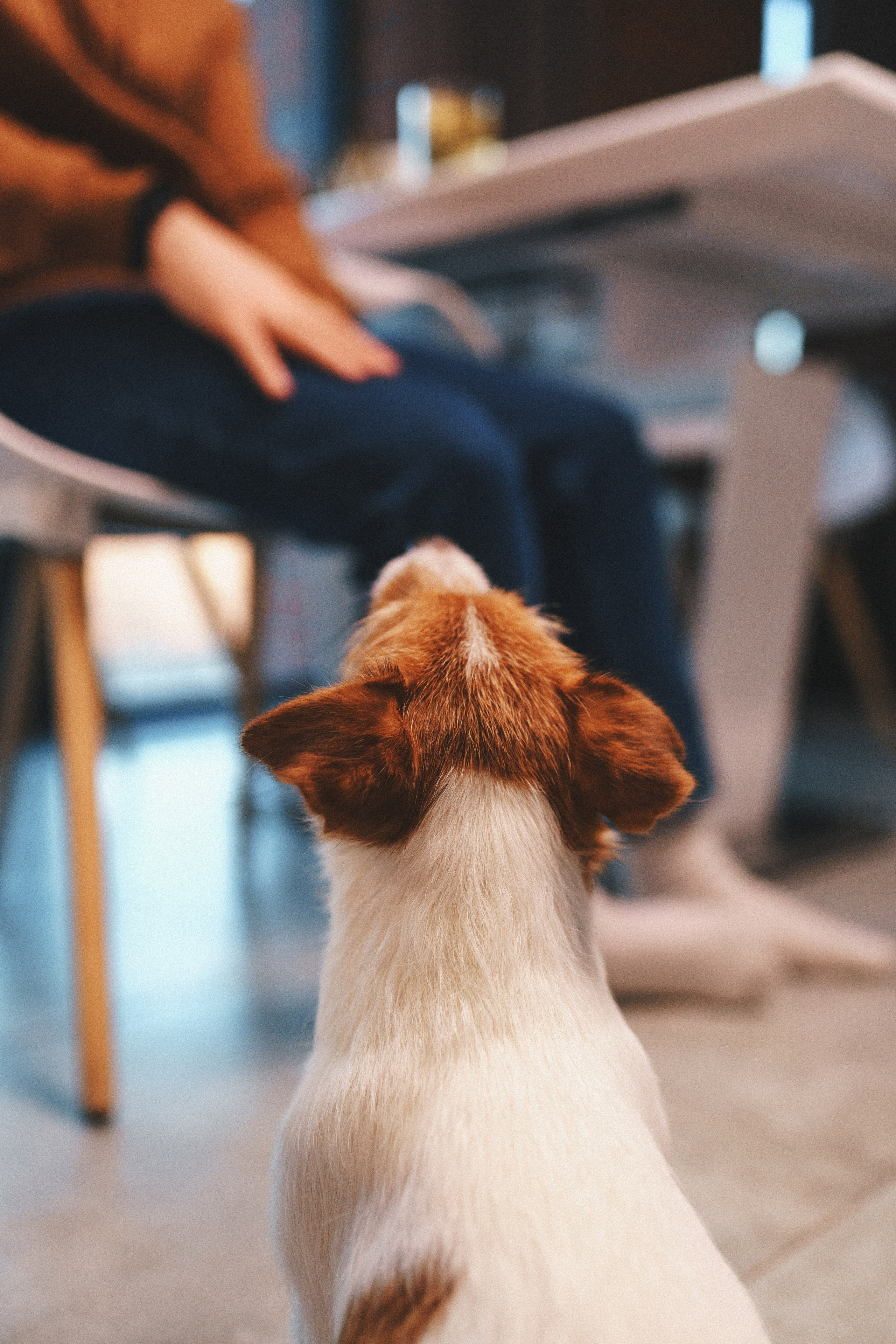 M-Pets. Фотограф анималист Осипчикова Мария