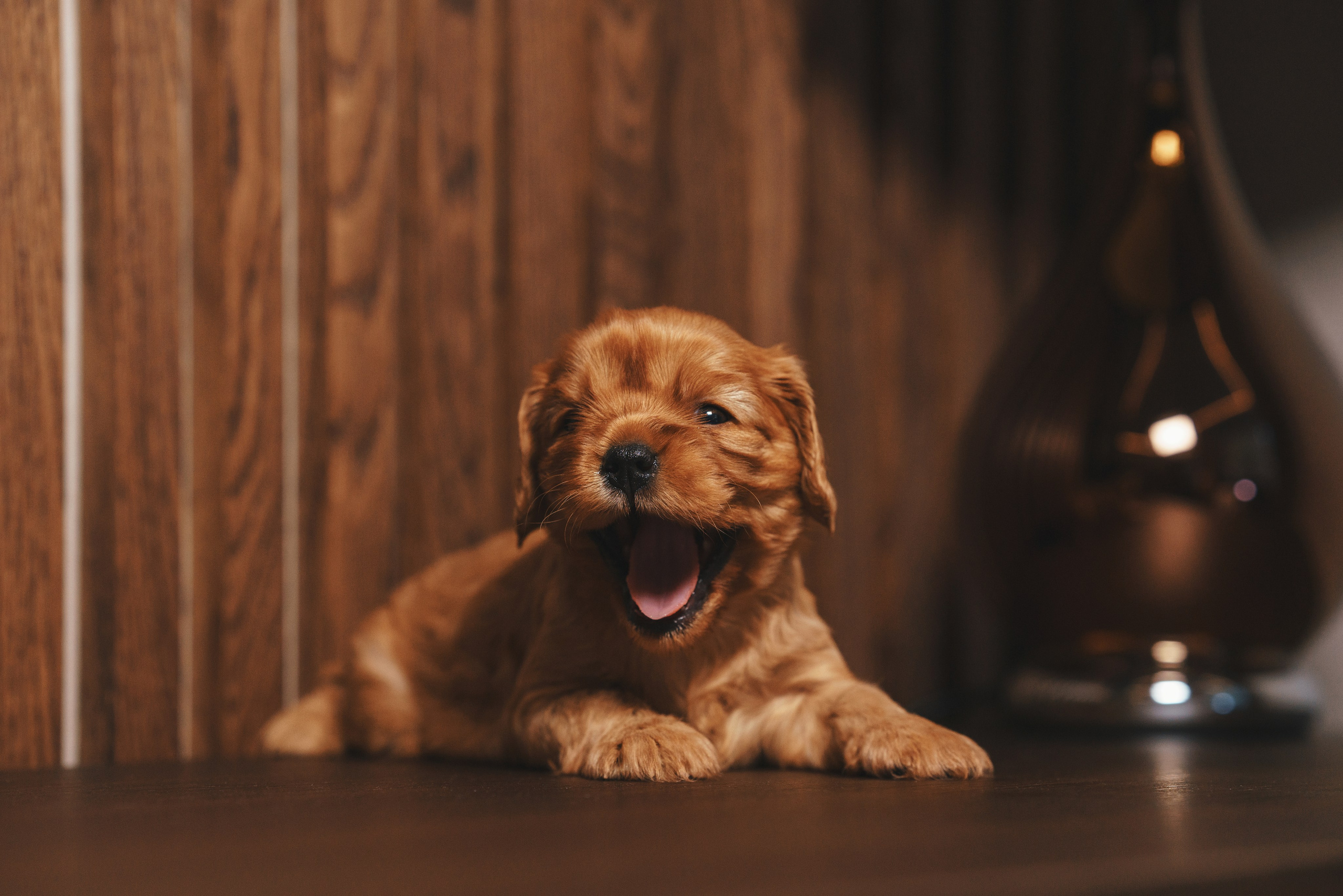 ККЧС. Фотограф анималист Осипчикова Мария