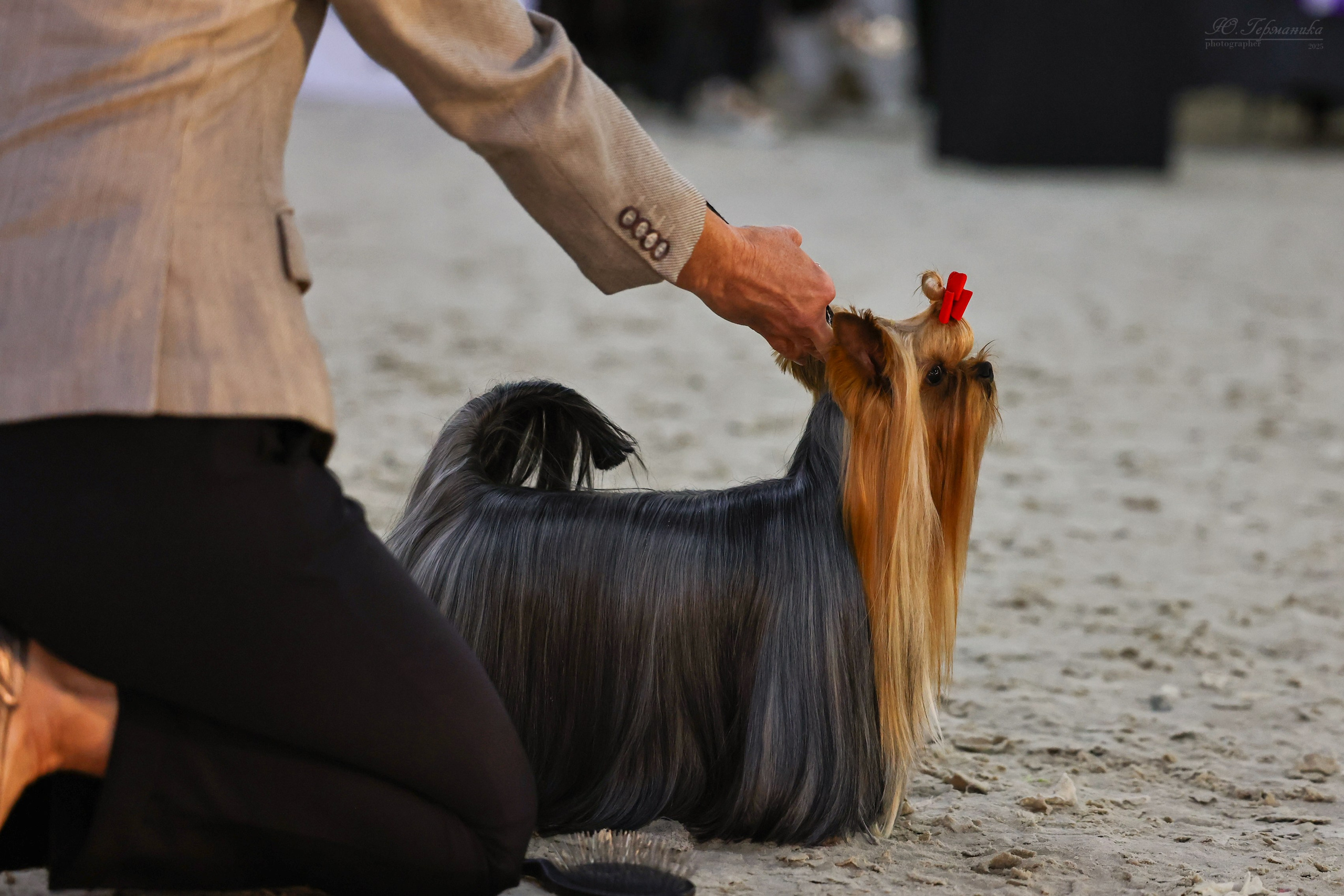 Астана 2хCACIB 26-28.09.2025. Фотограф-анималист Юлия Германика