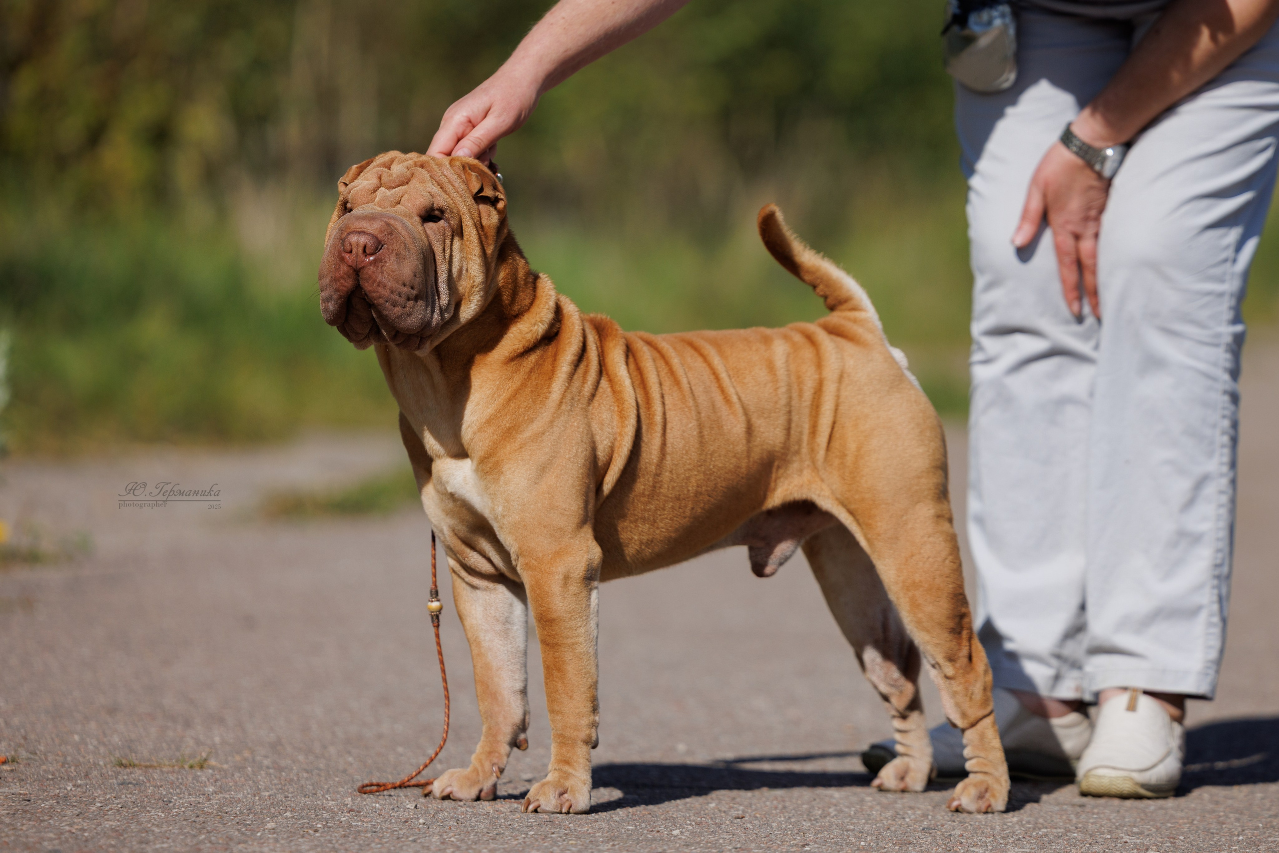 Зеленоград 13.09.2025. Фотограф-анималист Юлия Германика